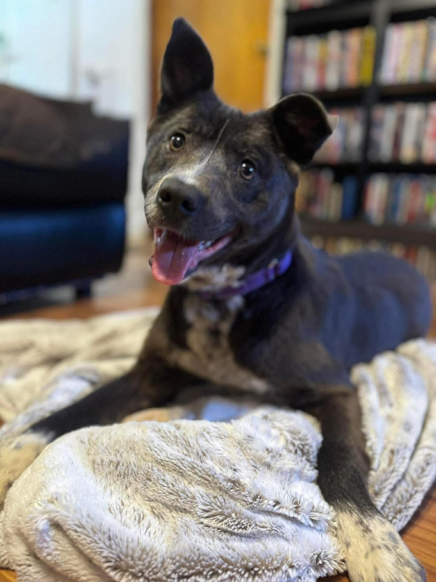 Enlarge Trevor, an adopted Mixed Breed in Highland, NY image 3/4