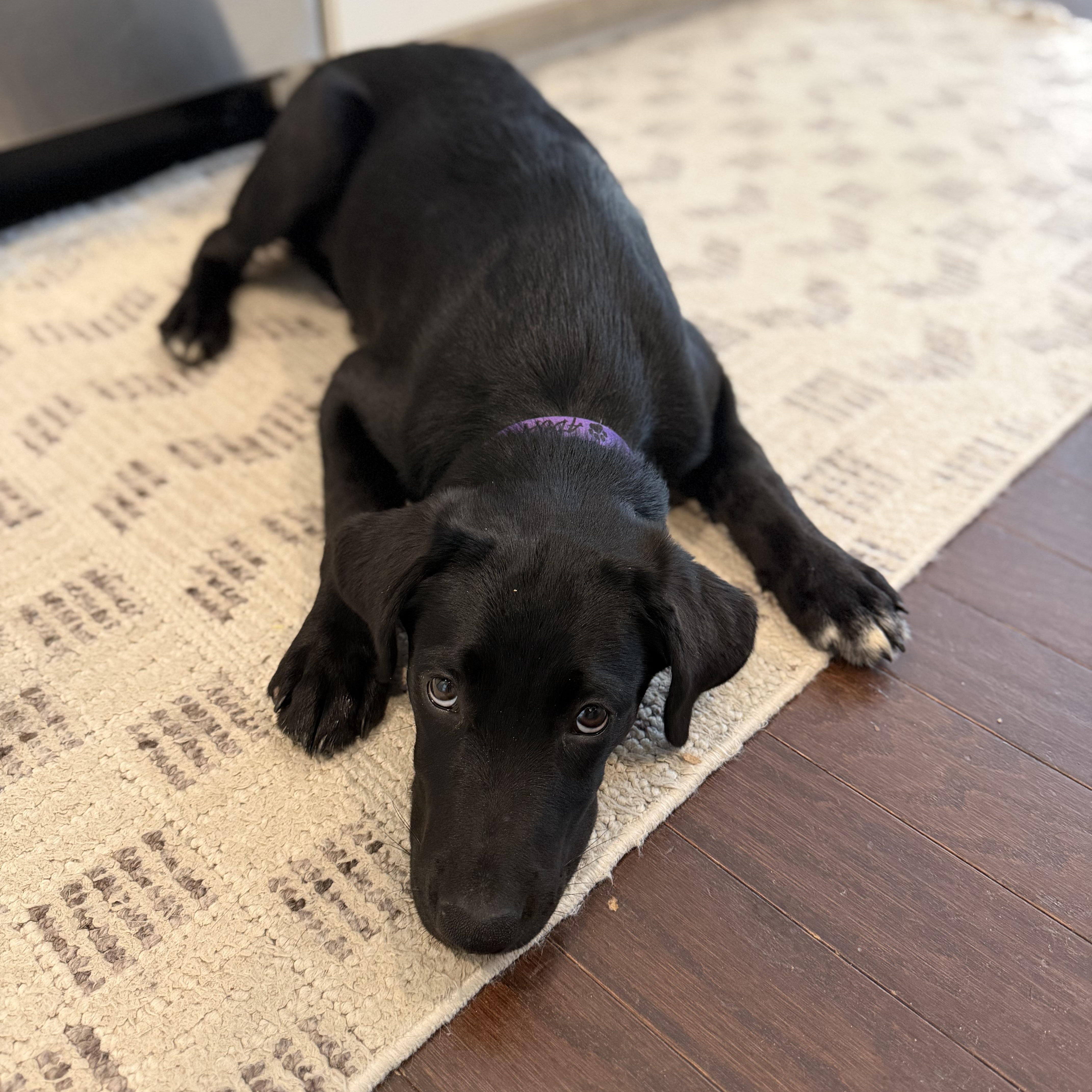 Enlarge Shelly, a Adoptable mixed breed in Charlotte, NC image 2/4