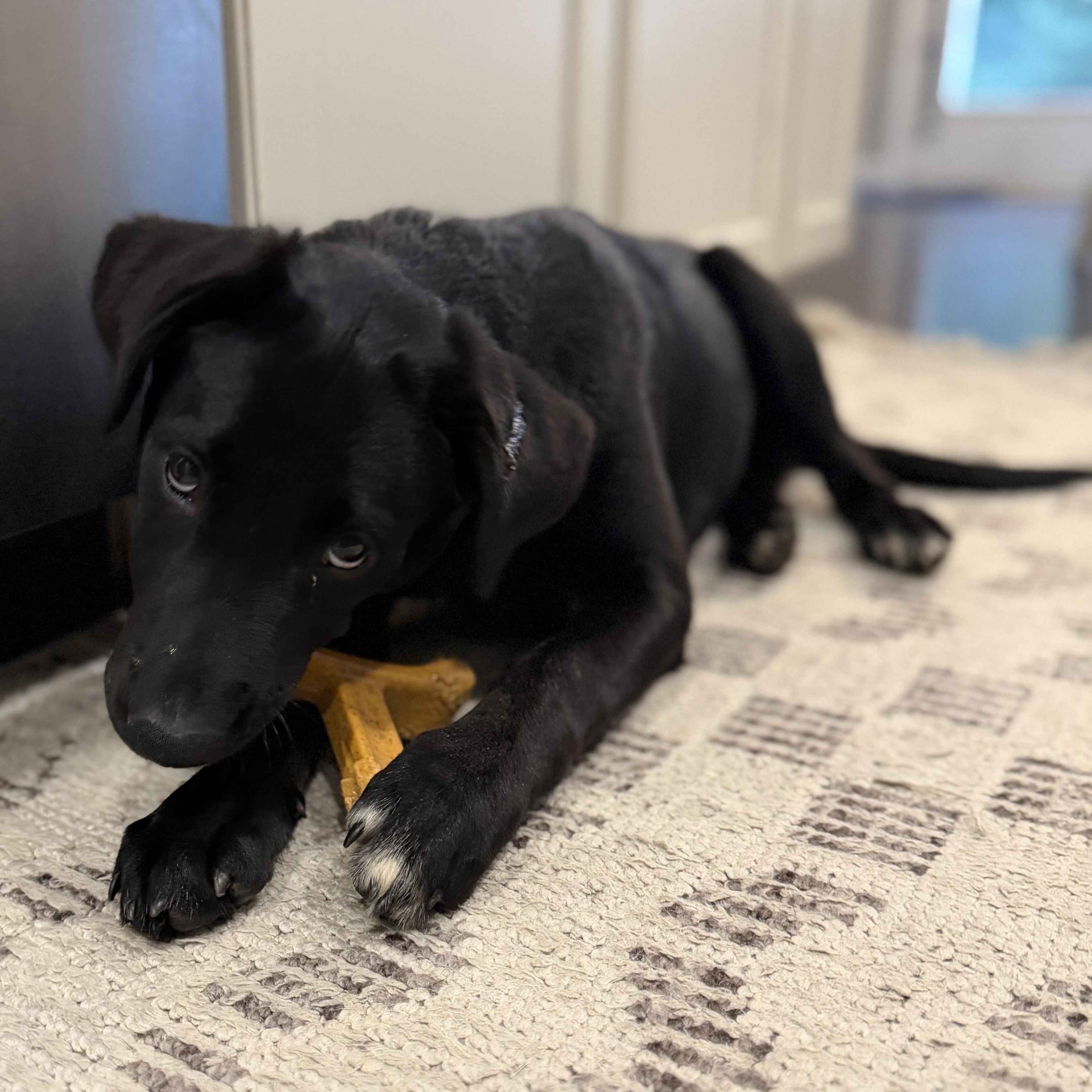 Enlarge Shelly, a Adoptable mixed breed in Charlotte, NC image 4/4