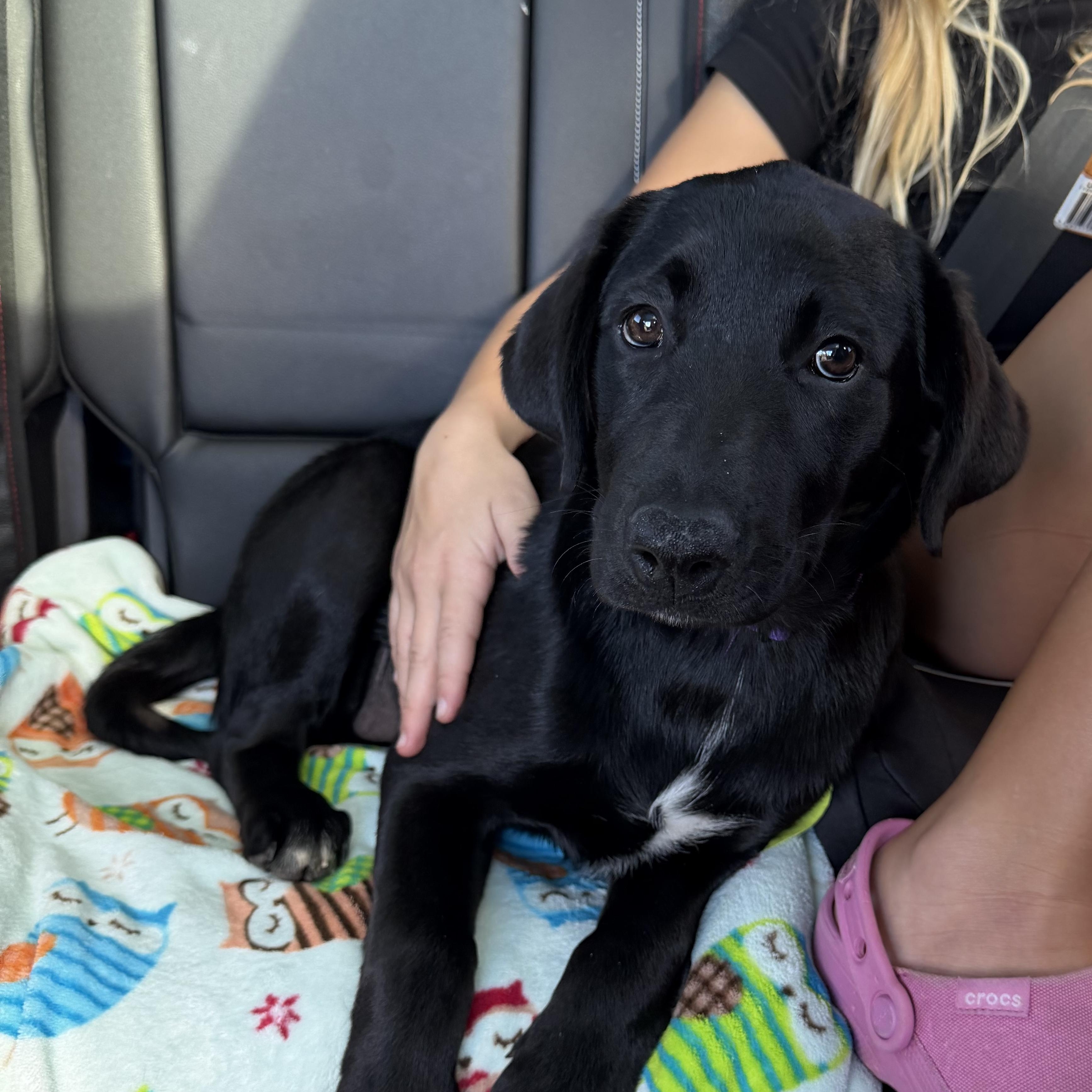 Shelly, Adoptable, Young Female Black Labrador Retriever.
