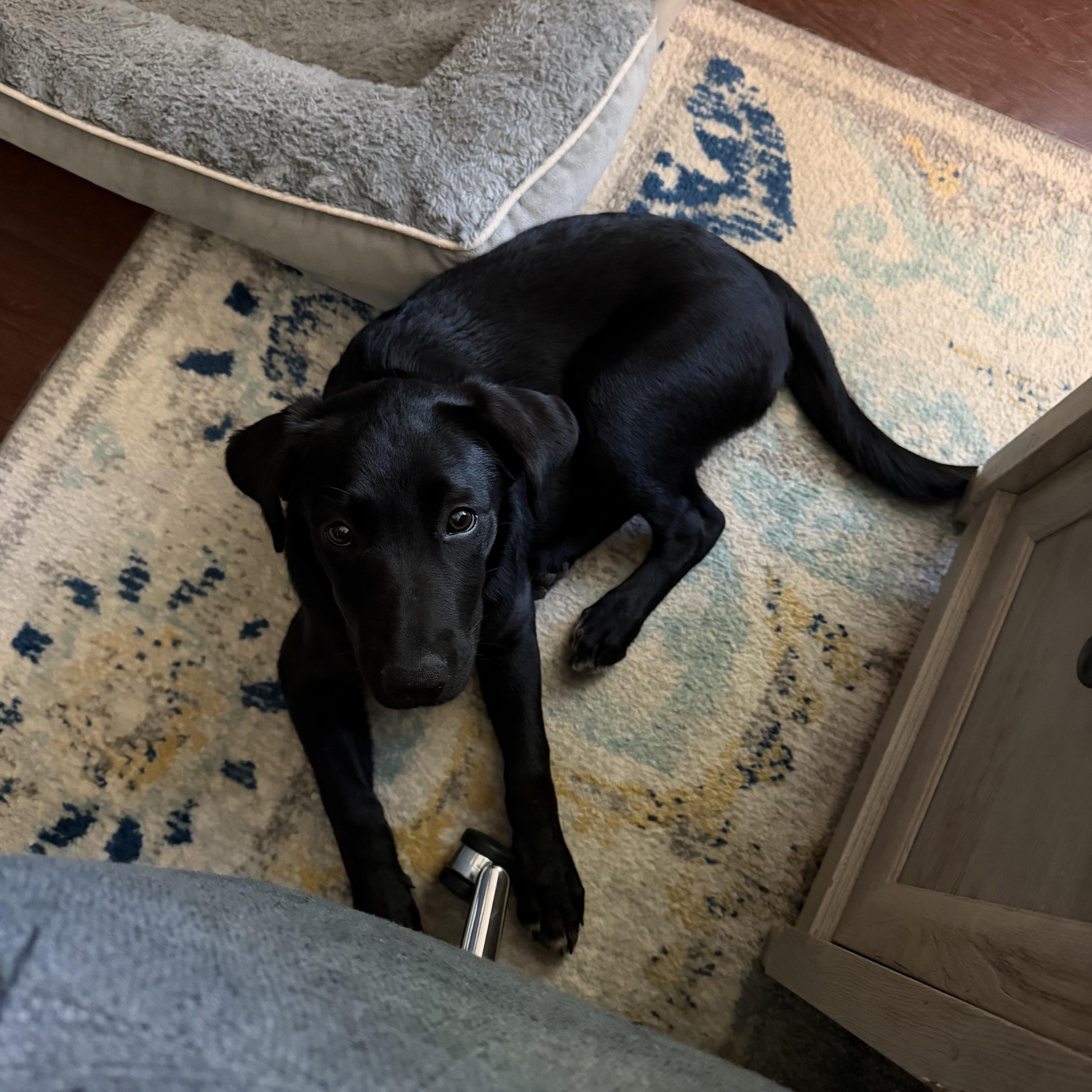 Enlarge Shelly, a Adoptable mixed breed in Charlotte, NC image 3/4