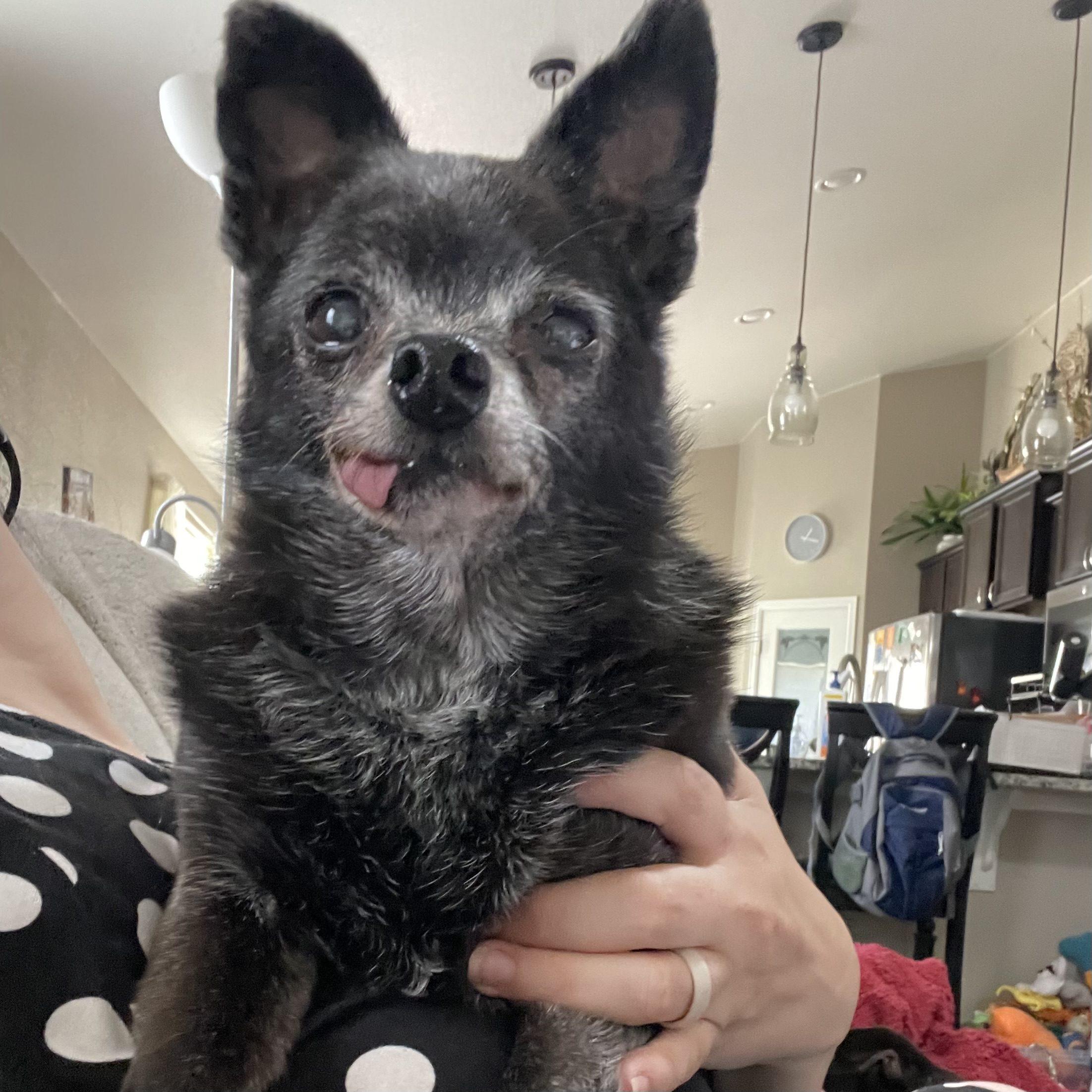 Lacey, a ADOPTABLE mixed breed in Mead, CO image 6/6