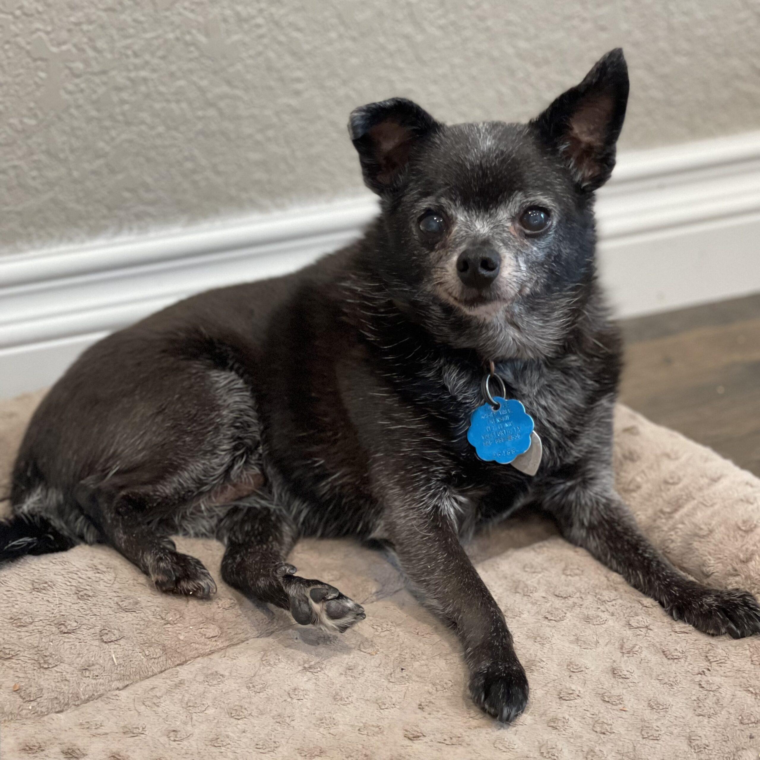 Lacey, ADOPTABLE, Senior Female Chihuahua.