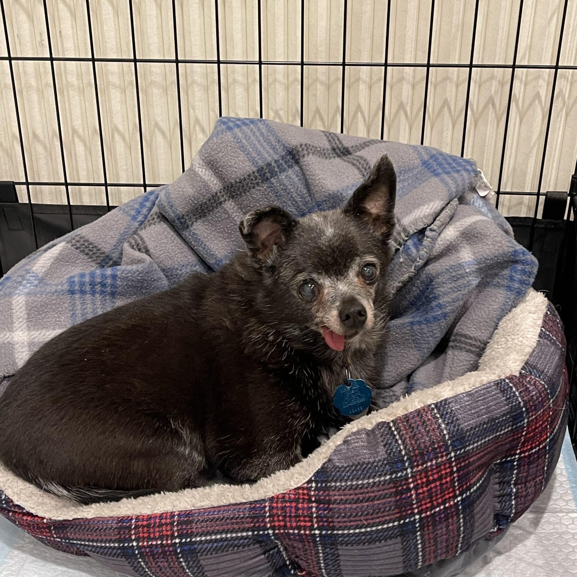 Lacey, a ADOPTABLE mixed breed in Mead, CO image 2/6