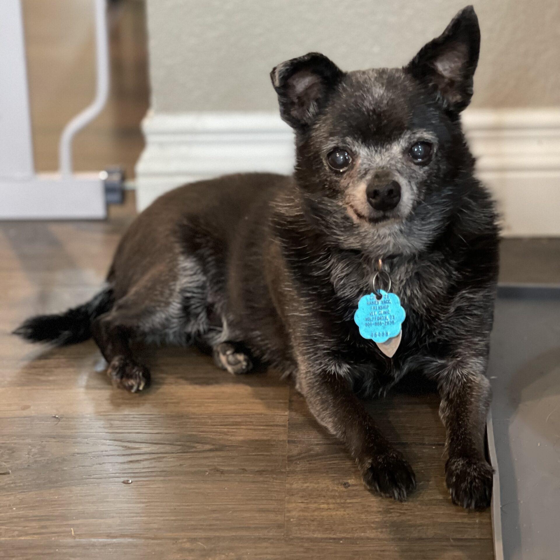 Lacey, a ADOPTABLE mixed breed in Mead, CO image 4/6
