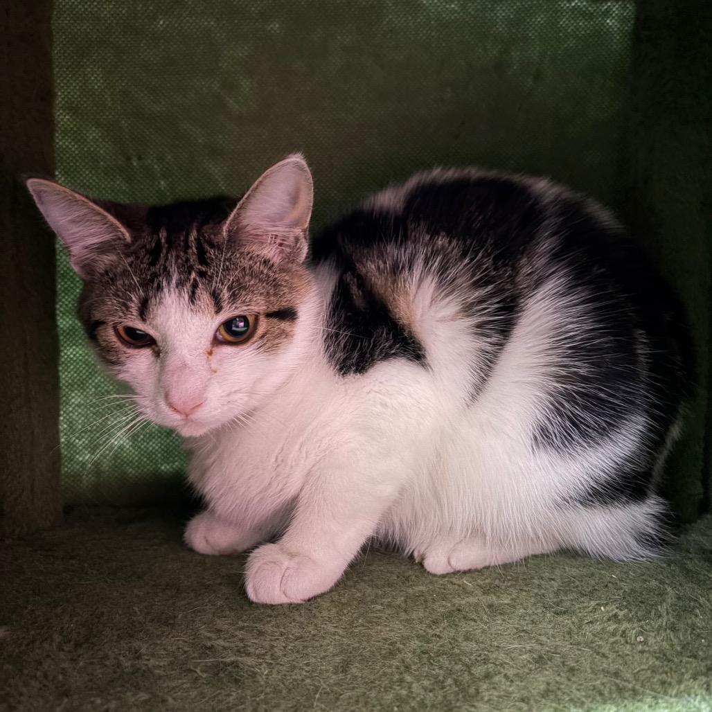Spirit, Adoptable, Kitten Female Domestic Short Hair.