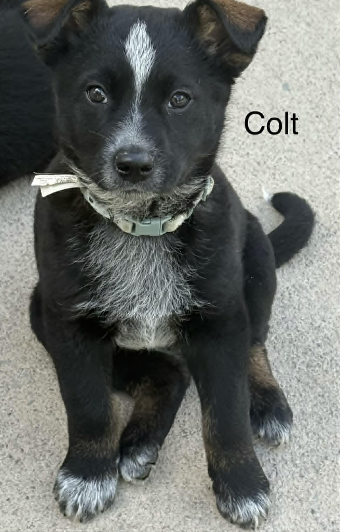 Enlarge Colt, a Adoptable Shepherd in Hop Bottom, PA image 1/1
