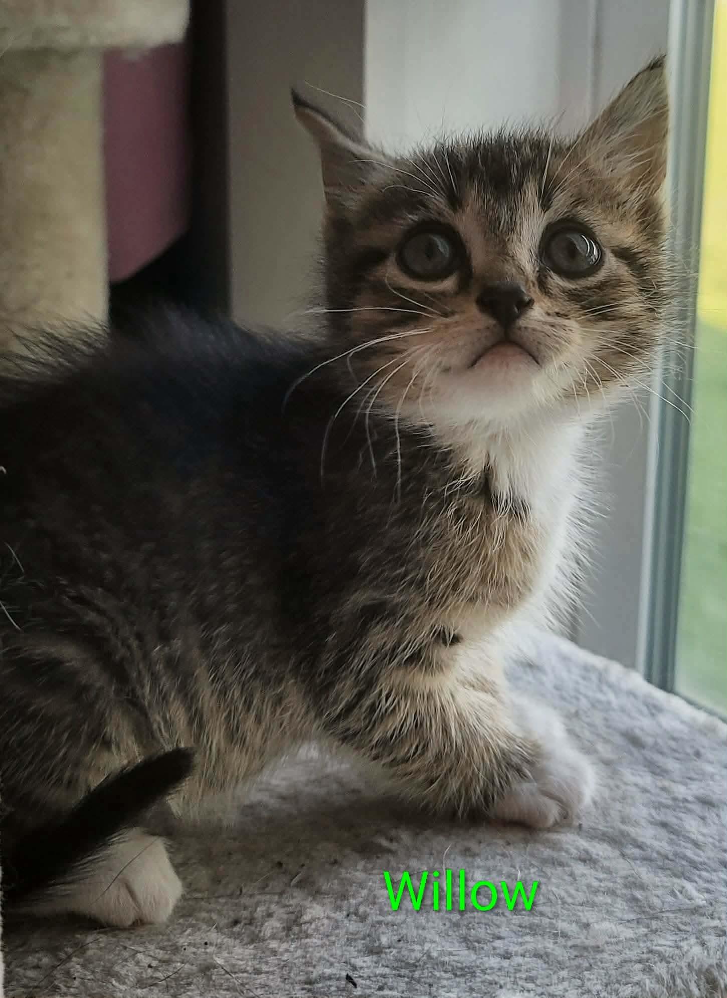 Enlarge Willow cat, a Adopted American Shorthair in Panama City, FL image 1/1