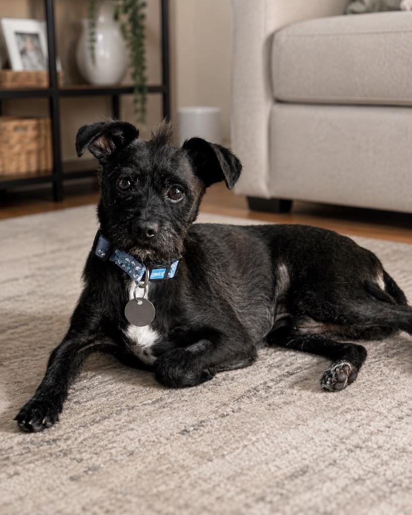 Khaki, Adoptable, Senior Male Poodle & Chihuahua.