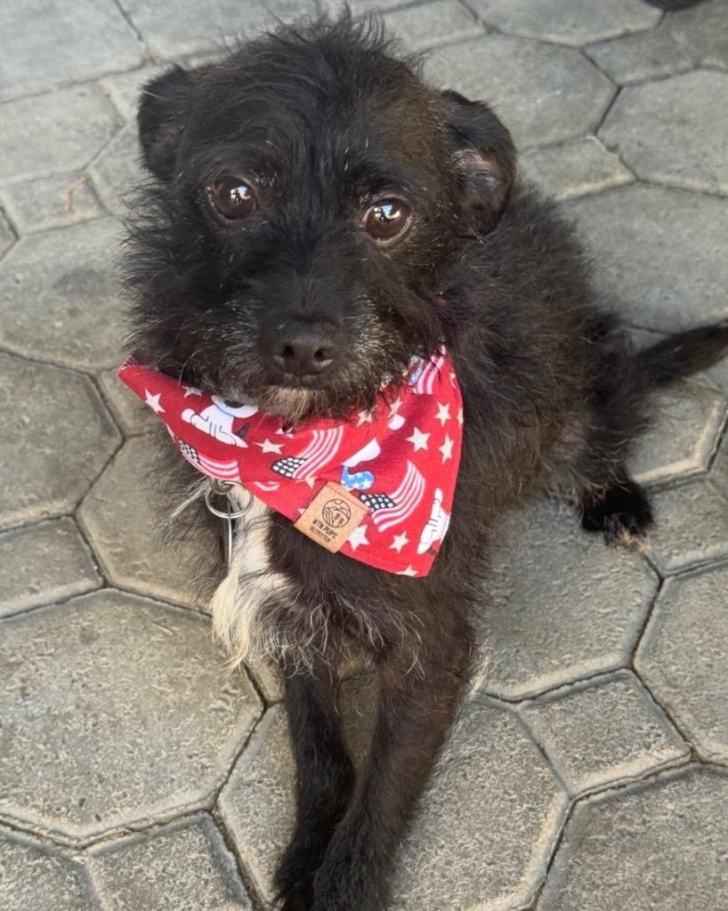 Khaki, a Adoptable mixed breed in Reno, NV image 2/4