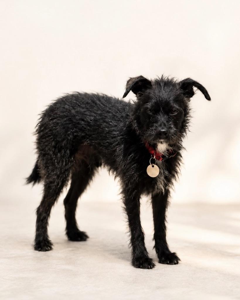 Khaki, a Adoptable mixed breed in Reno, NV image 3/4