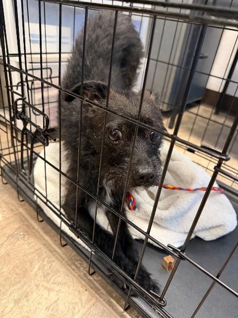 Khaki, a Adoptable mixed breed in Reno, NV image 4/4