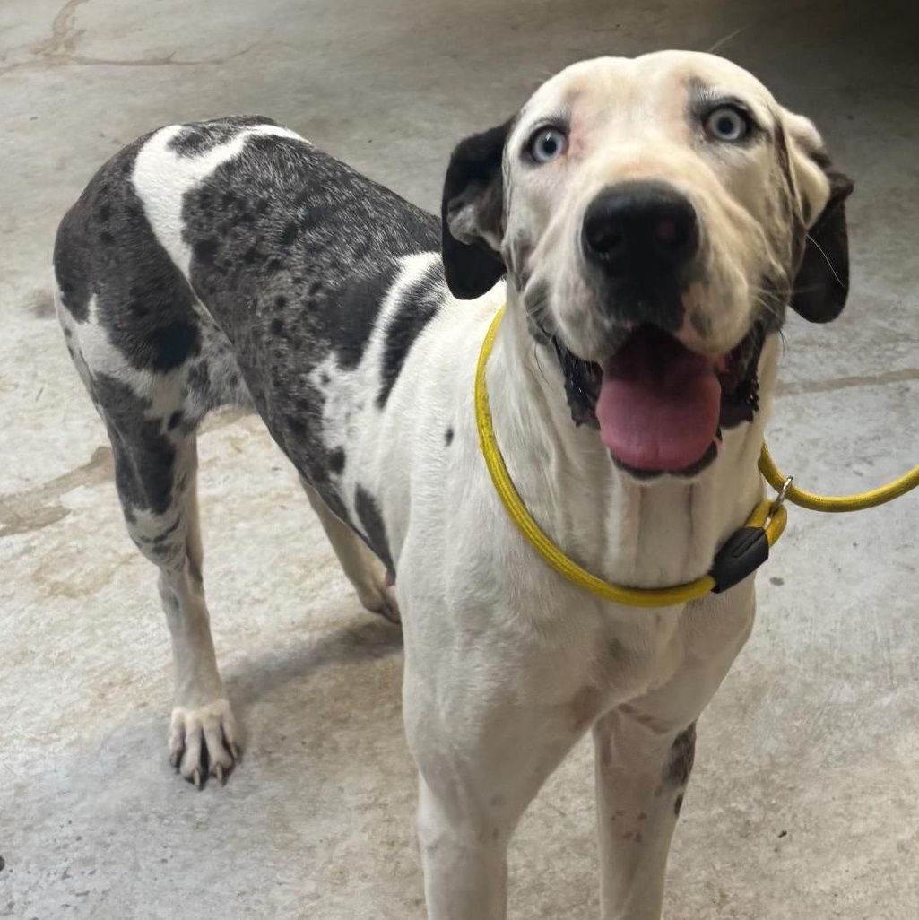 Muriel, Adoptable, Adult Female Great Dane.