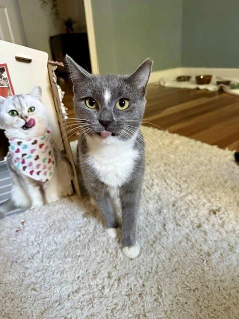 Serena  Willow Grove thumbnail 3