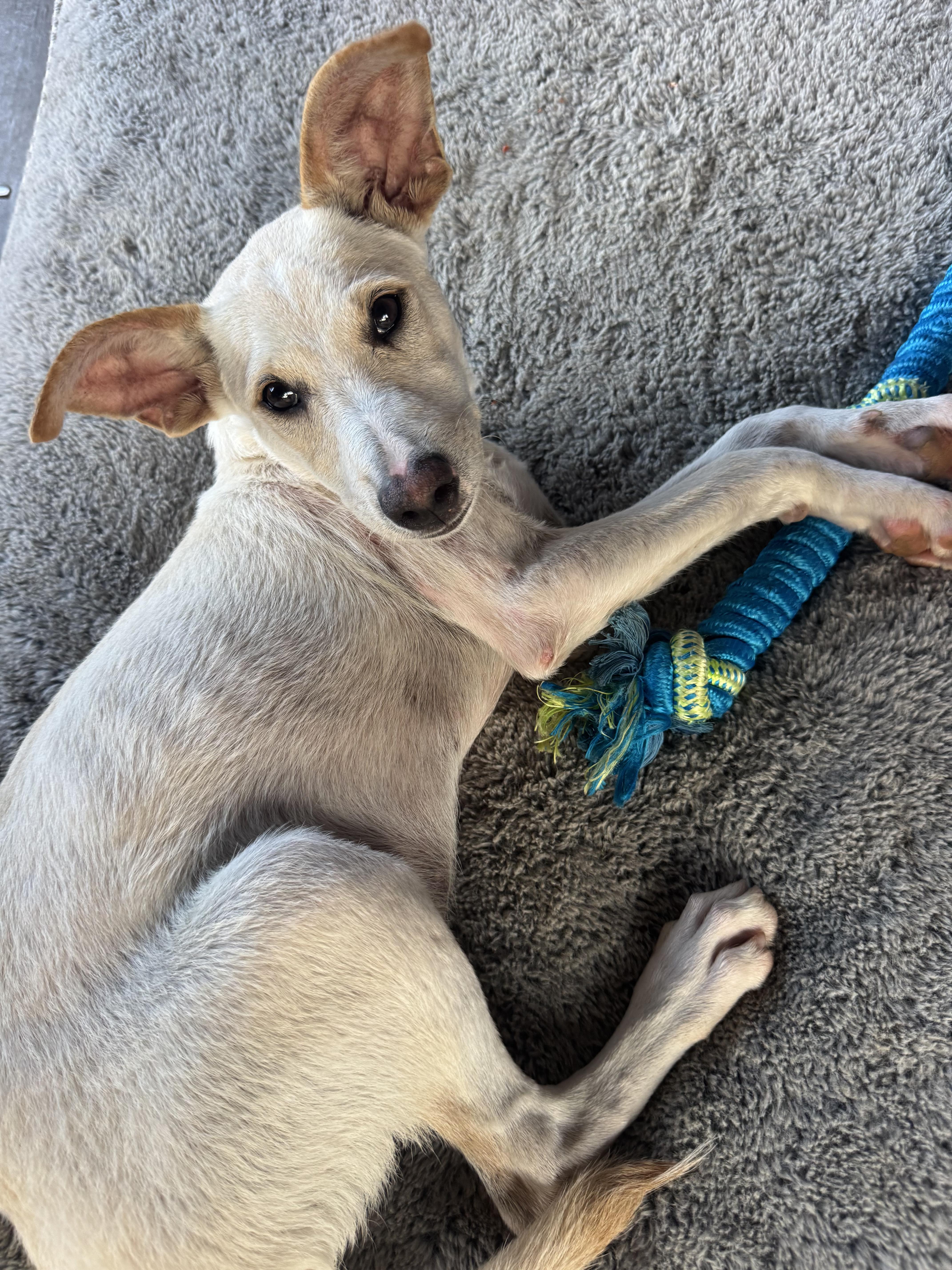 Enlarge Charlie - The Big-Eared Sweetie Pie, a Adoptable mixed breed in ASHEVILLE, NC image 5/6