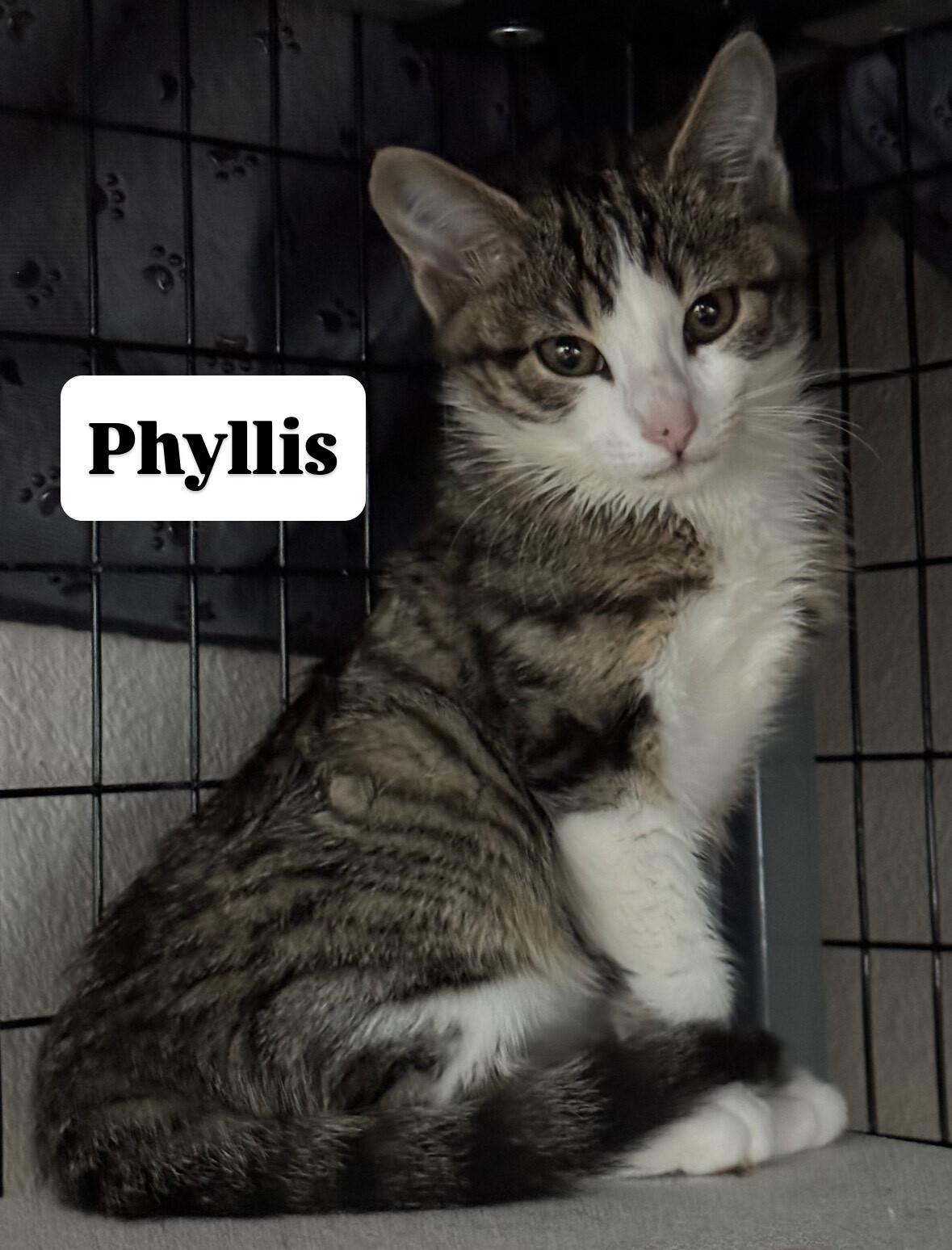 Phyllis, Baby Female unknown