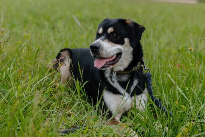Odie, Adult Male Great Pyrenees