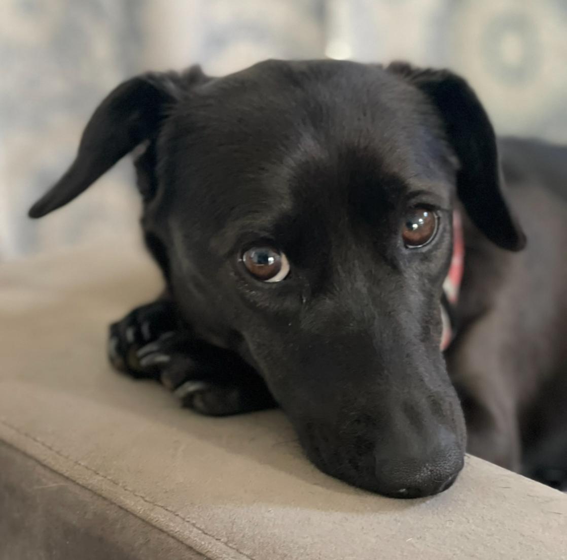 Enlarge Zoe, an adopted mixed breed in Lexington, KY image 1/1