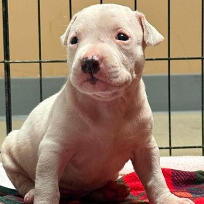Enlarge Cobbler, a Adoptable Mixed Breed in North Charleston, SC image 1/1