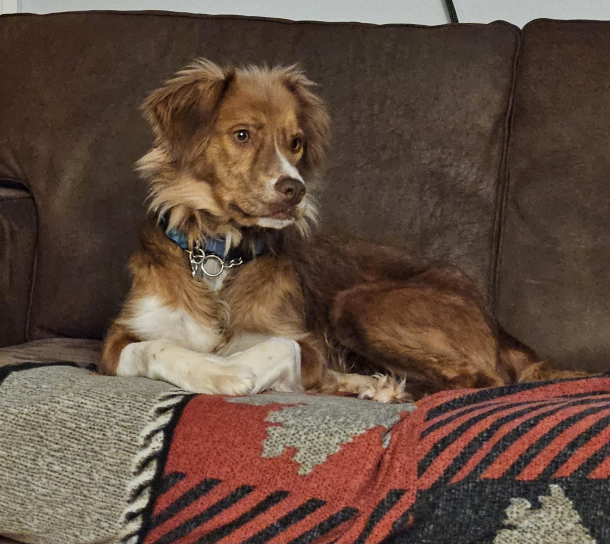 Enlarge Lainey , an adopted Nova Scotia Duck Tolling Retriever in Lucknow, ON image 4/5