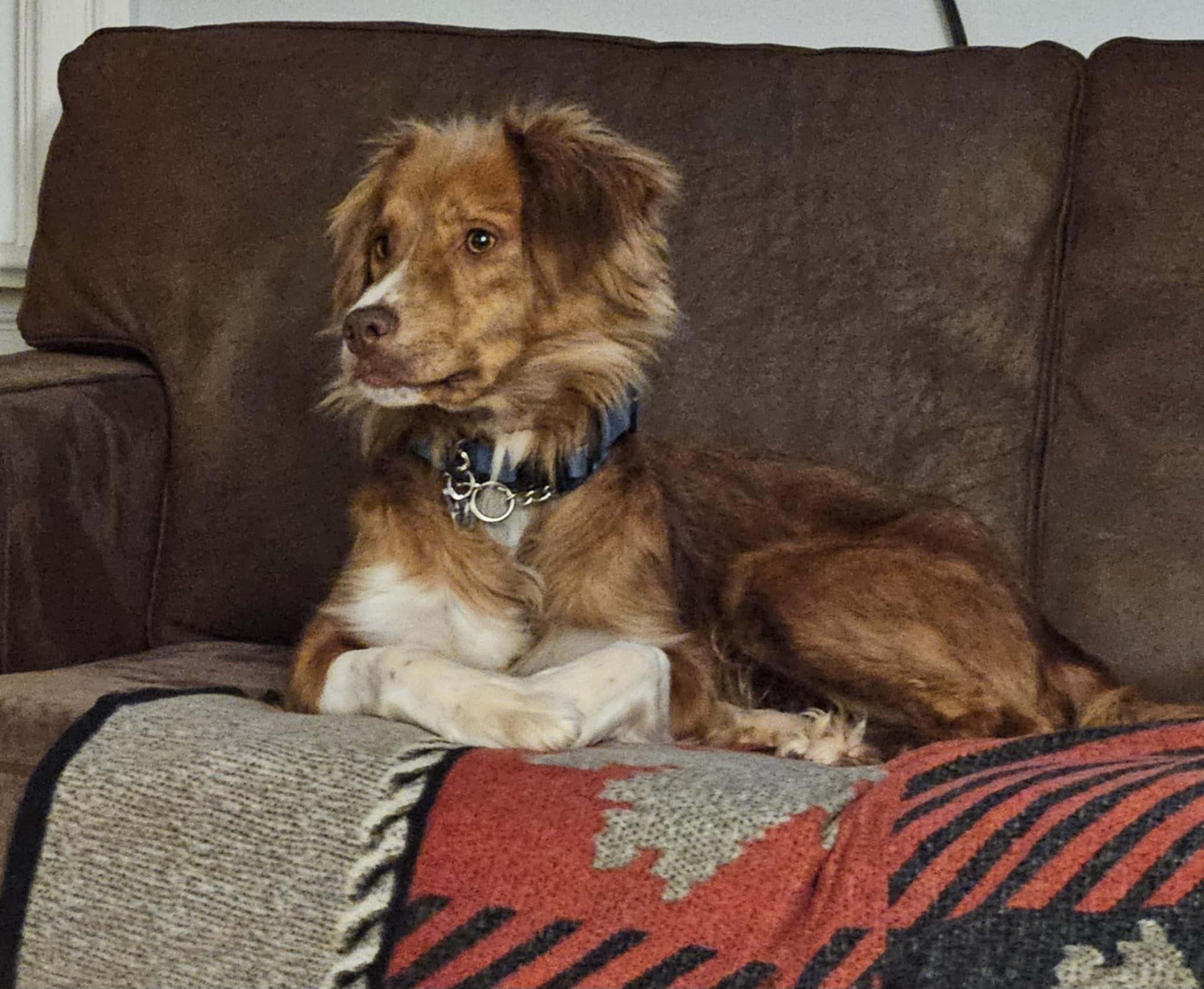 Enlarge Lainey , an adopted Nova Scotia Duck Tolling Retriever in Lucknow, ON image 2/5