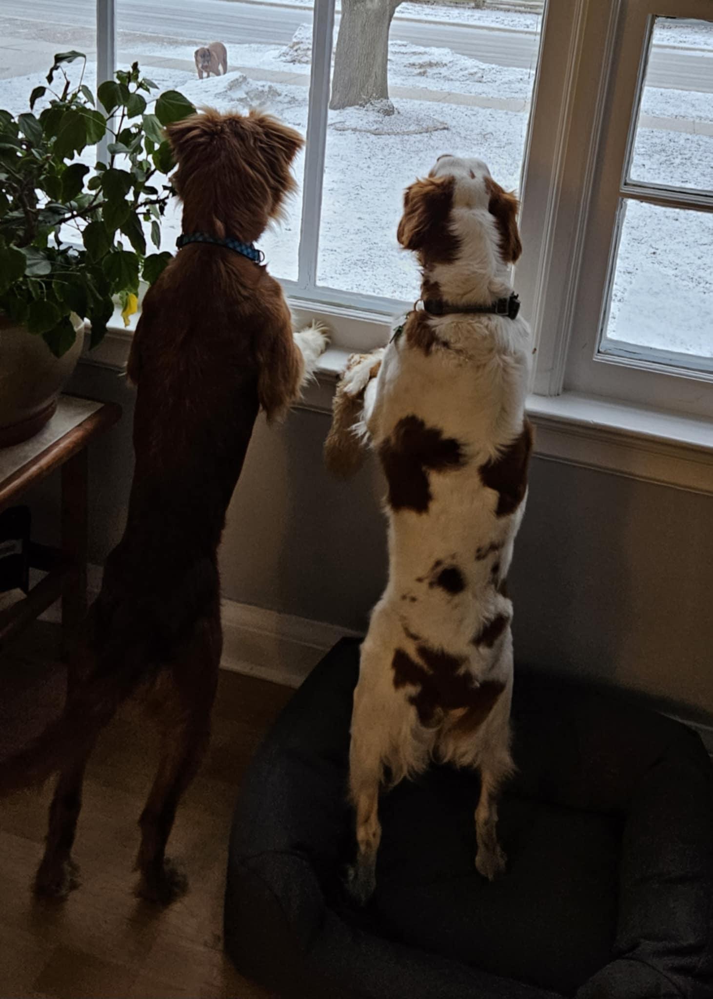 Enlarge Lainey , an adopted Nova Scotia Duck Tolling Retriever in Lucknow, ON image 3/5