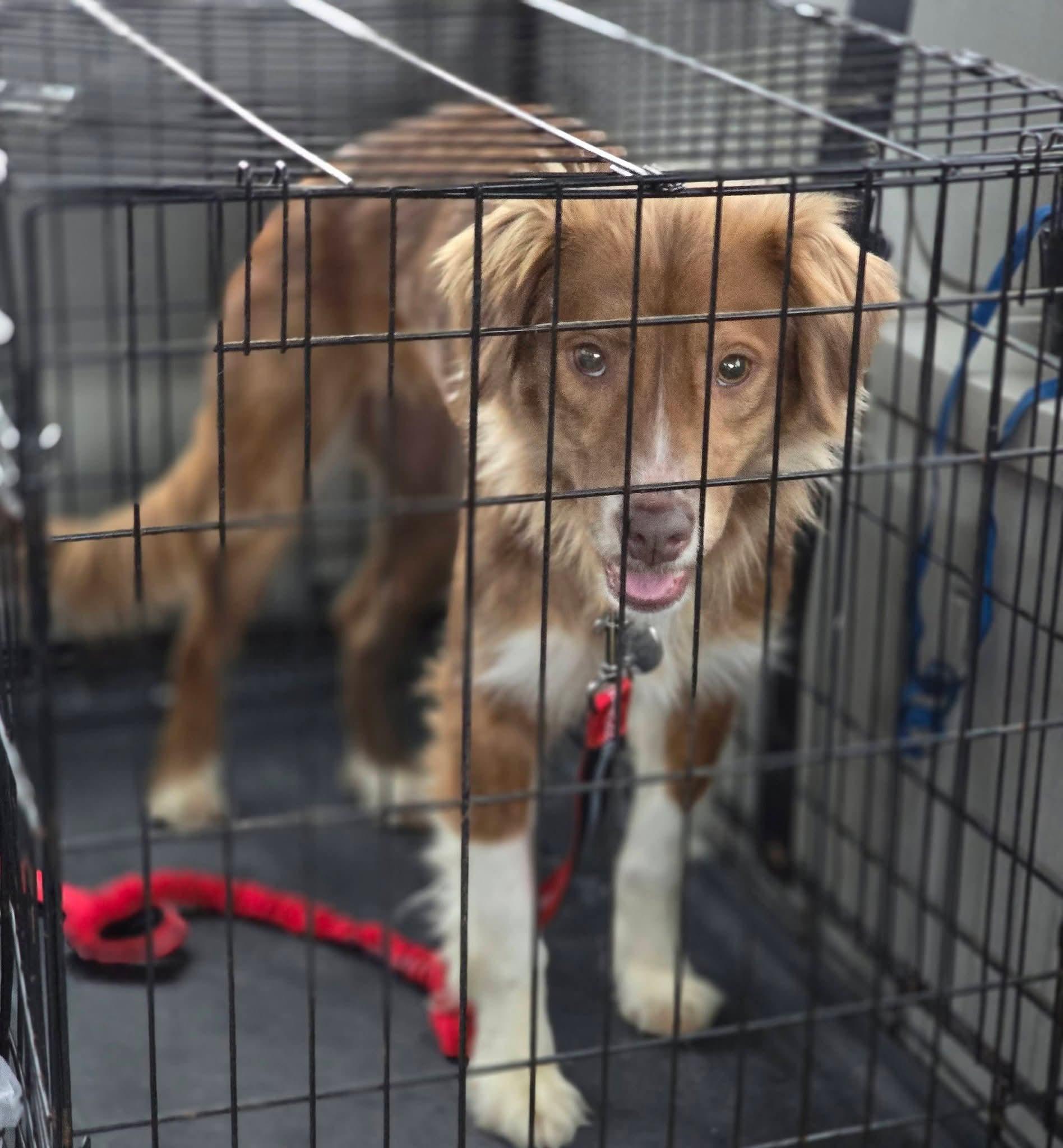 Lainey , adopted, Young Female Nova Scotia Duck Tolling Retriever.