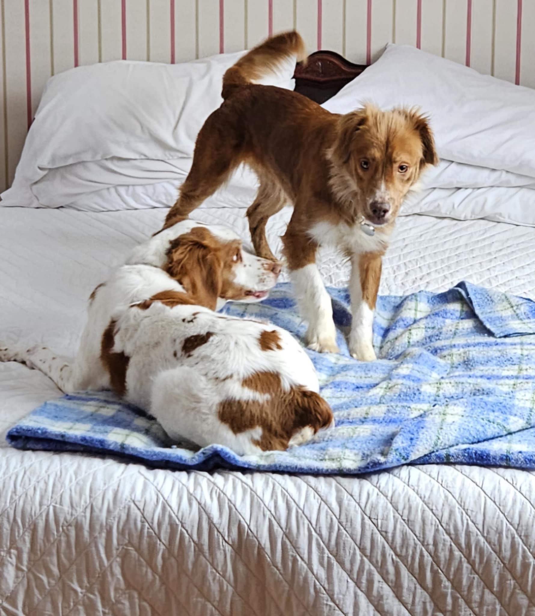 Enlarge Lainey , an adopted Nova Scotia Duck Tolling Retriever in Lucknow, ON image 5/5