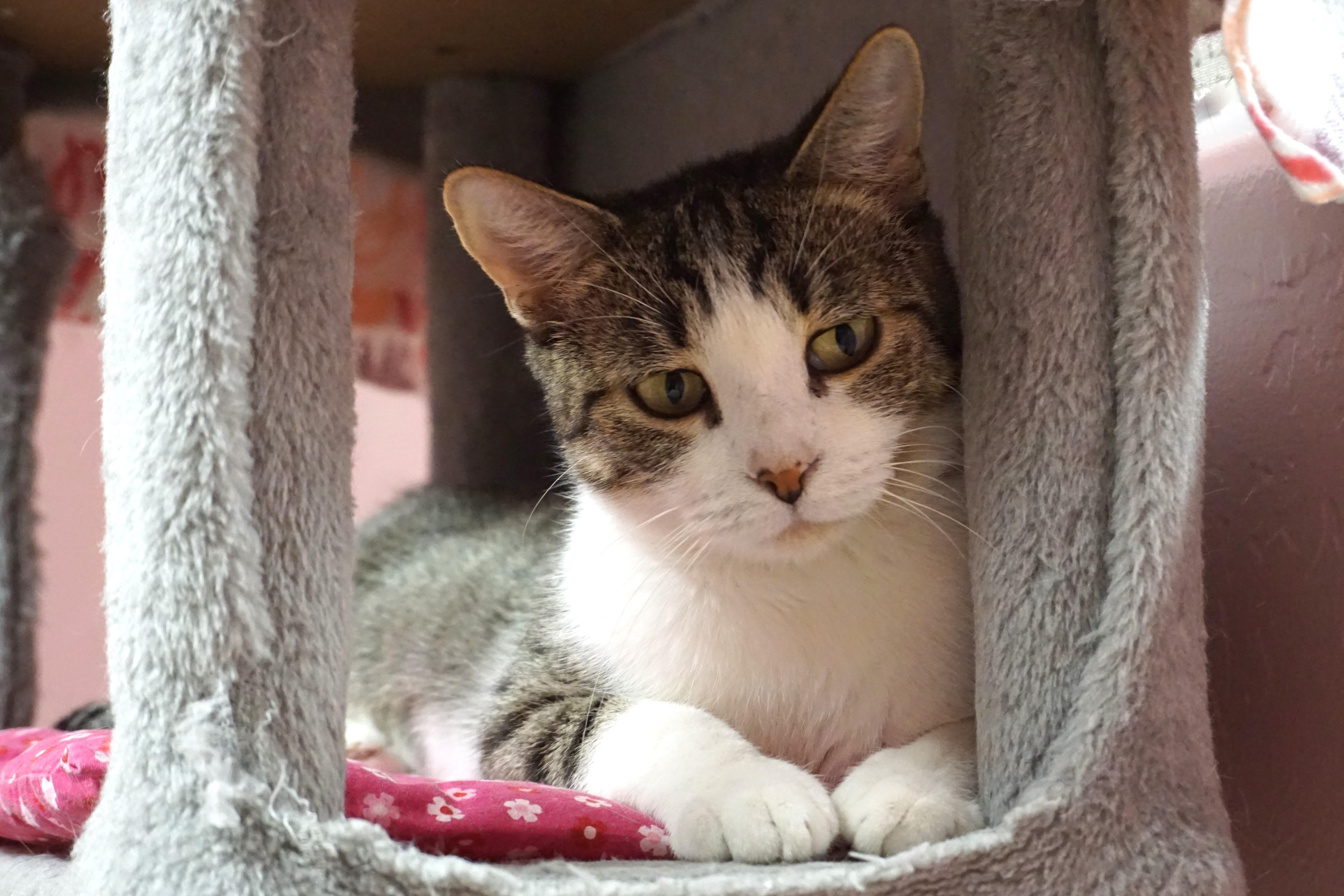 Lemon Drop, a Adoptable Domestic Short Hair in Fountain Hills, AZ image 3/6