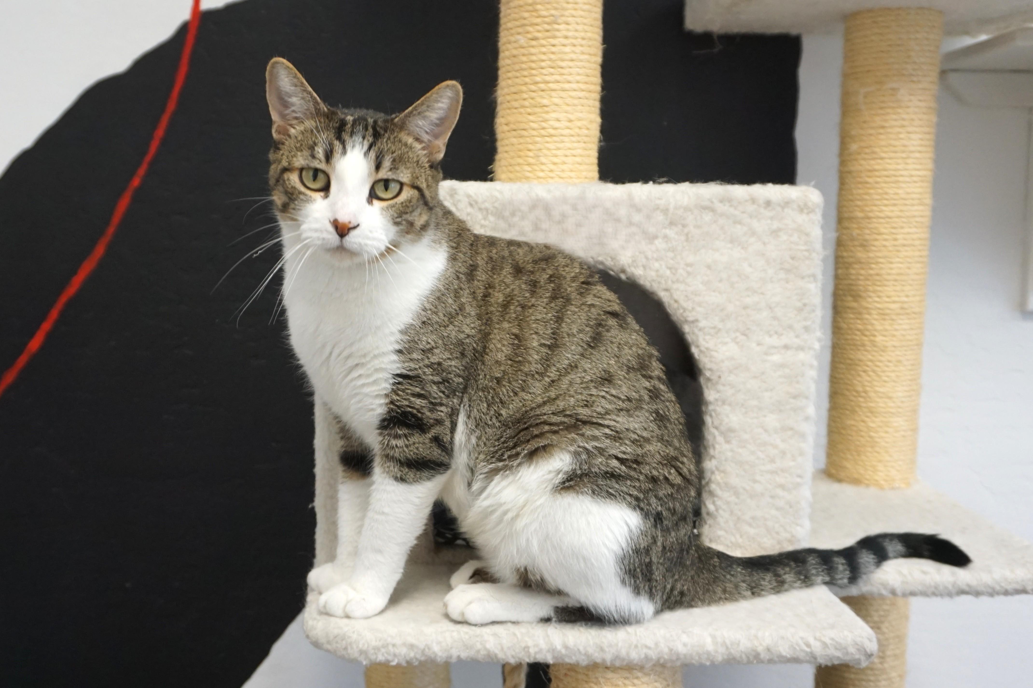 Lemon Drop, Adoptable, Adult Female Domestic Short Hair.