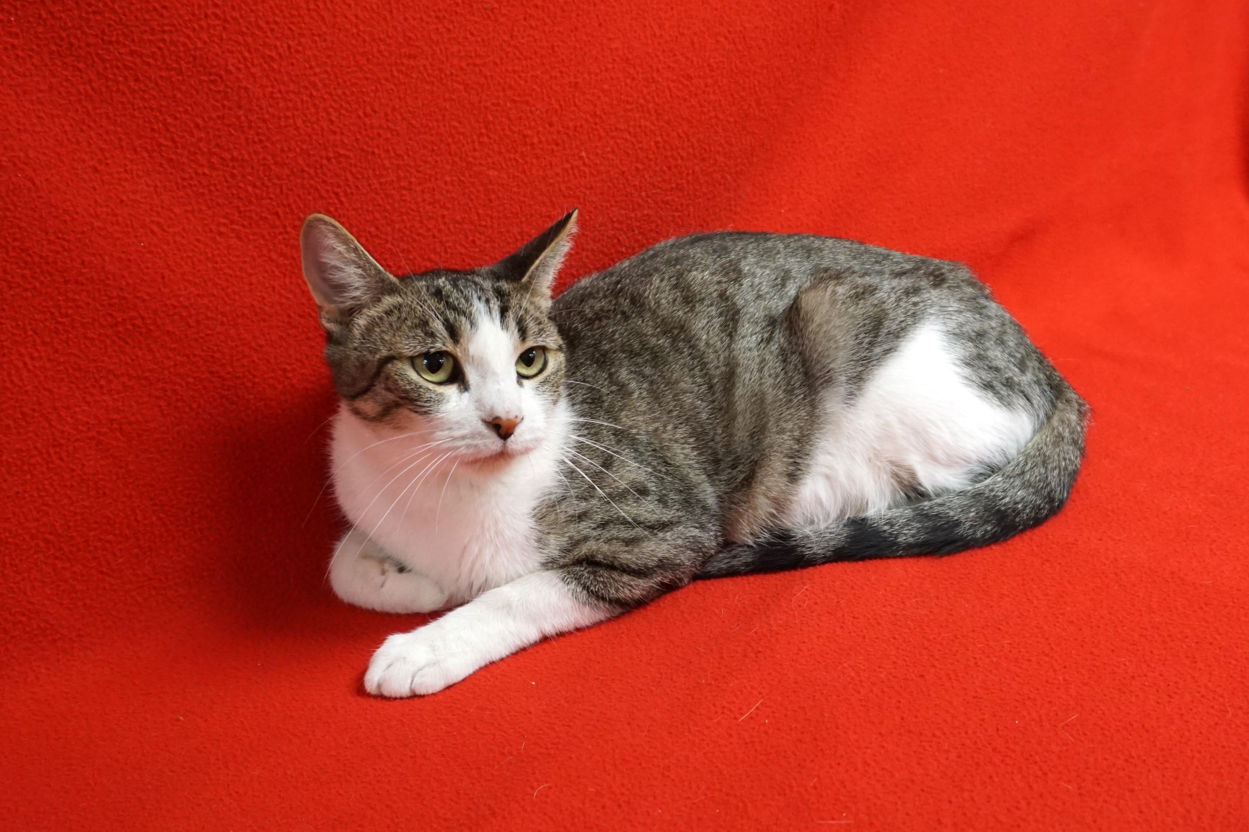 Lemon Drop, a Adoptable Domestic Short Hair in Fountain Hills, AZ image 6/6