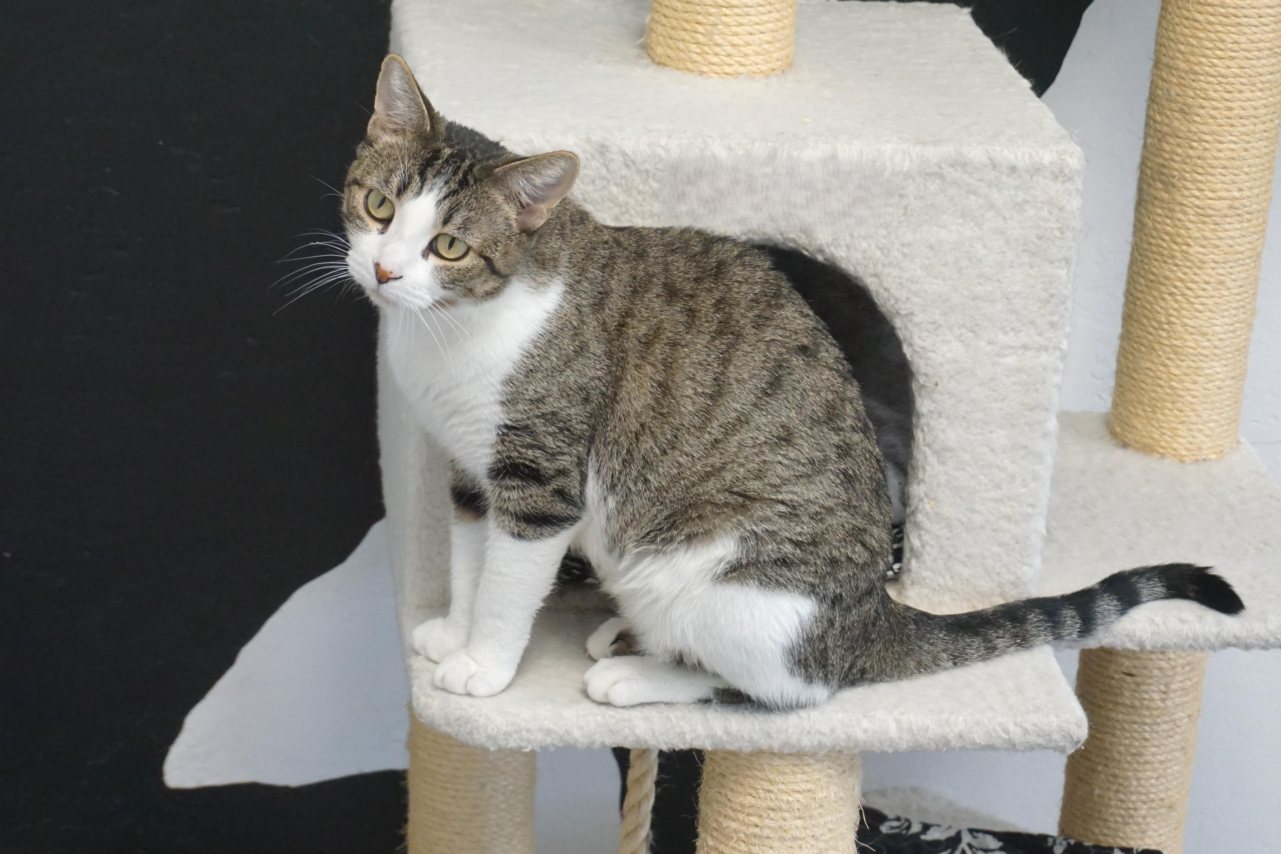 Lemon Drop, a Adoptable Domestic Short Hair in Fountain Hills, AZ image 2/6