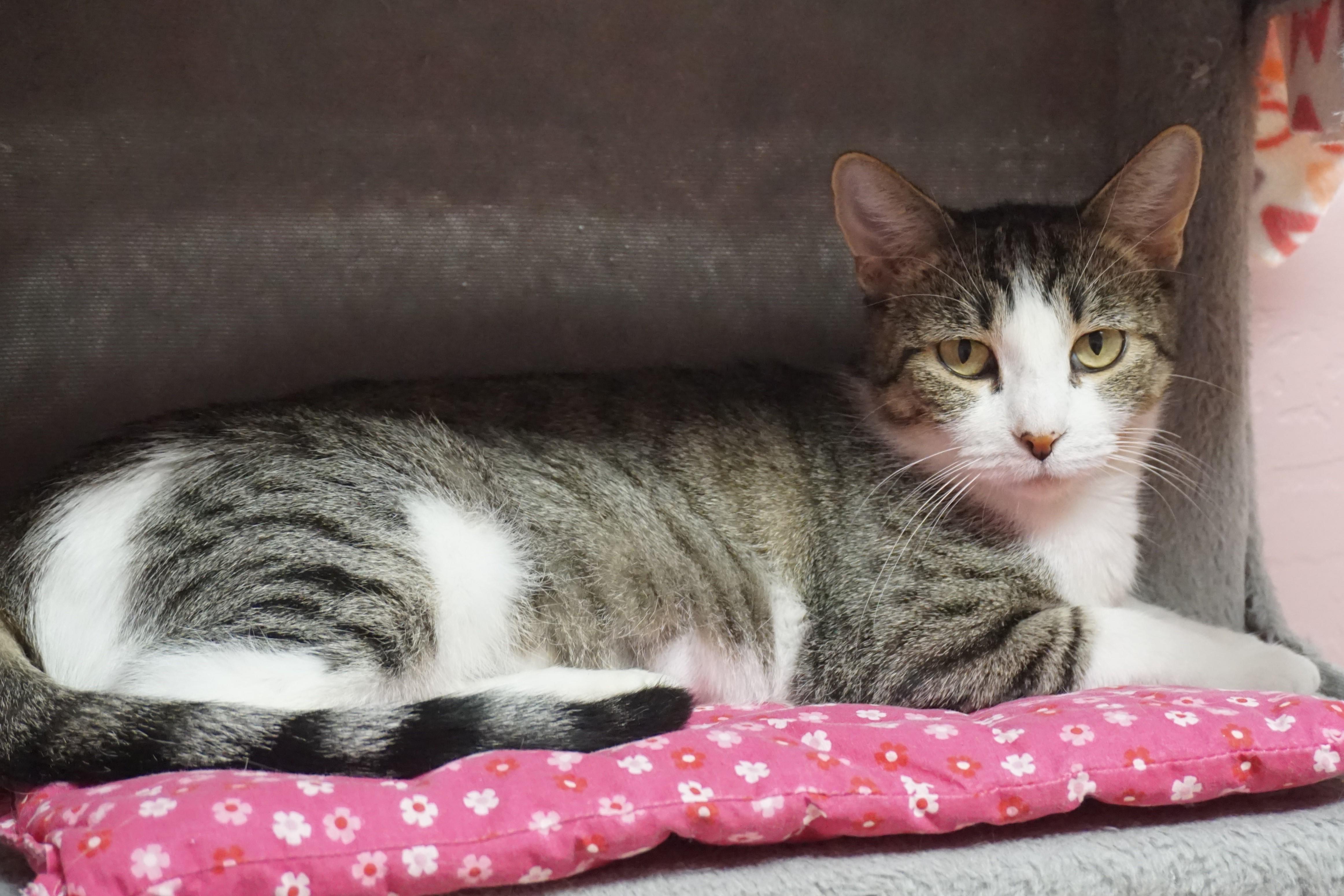 Lemon Drop, a Adoptable Domestic Short Hair in Fountain Hills, AZ image 4/6