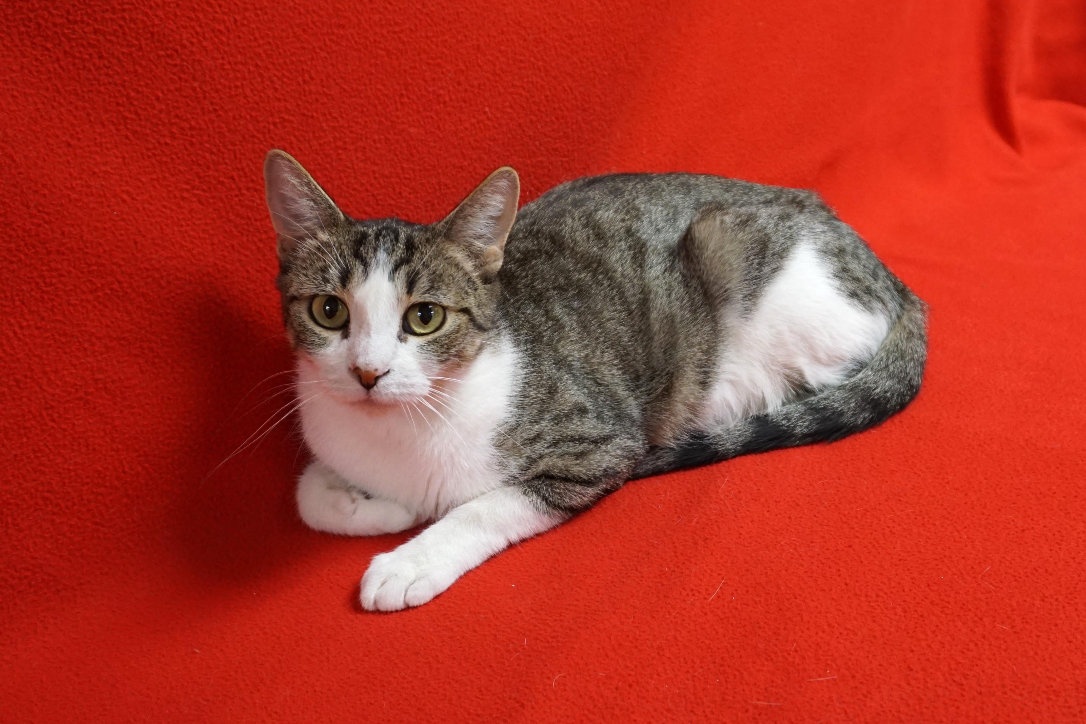 Lemon Drop, a Adoptable Domestic Short Hair in Fountain Hills, AZ image 5/6