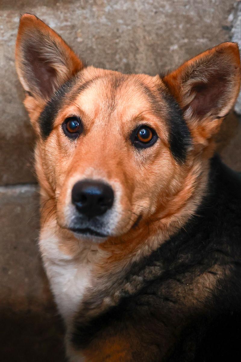 Enlarge Knox, a Adoptable Shepherd in Loogootee, IN image 2/5
