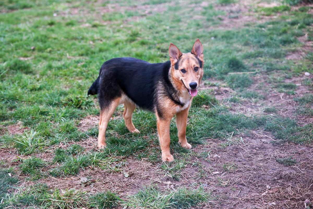 Enlarge Knox, a Adoptable Shepherd in Loogootee, IN image 1/5