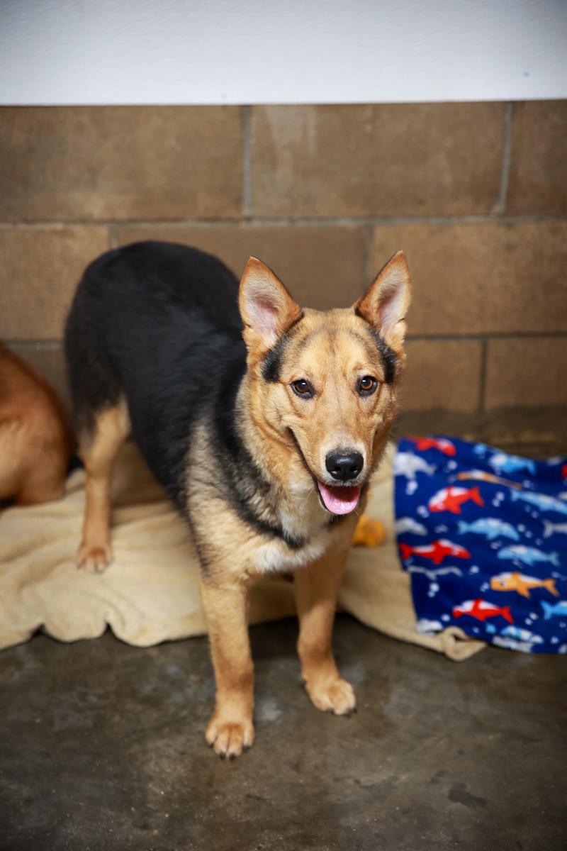 Enlarge Knox, a Adoptable Shepherd in Loogootee, IN image 3/5