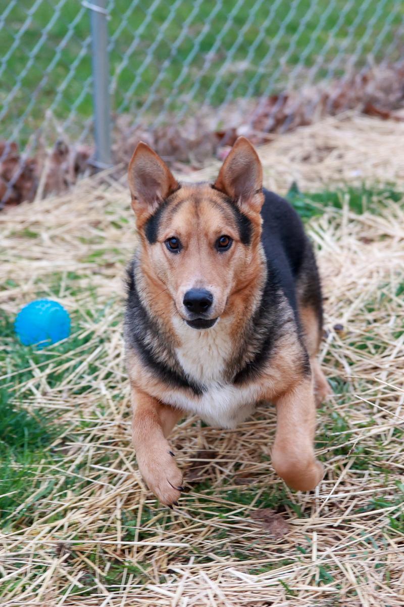 Enlarge Knox, a Adoptable Shepherd in Loogootee, IN image 4/5
