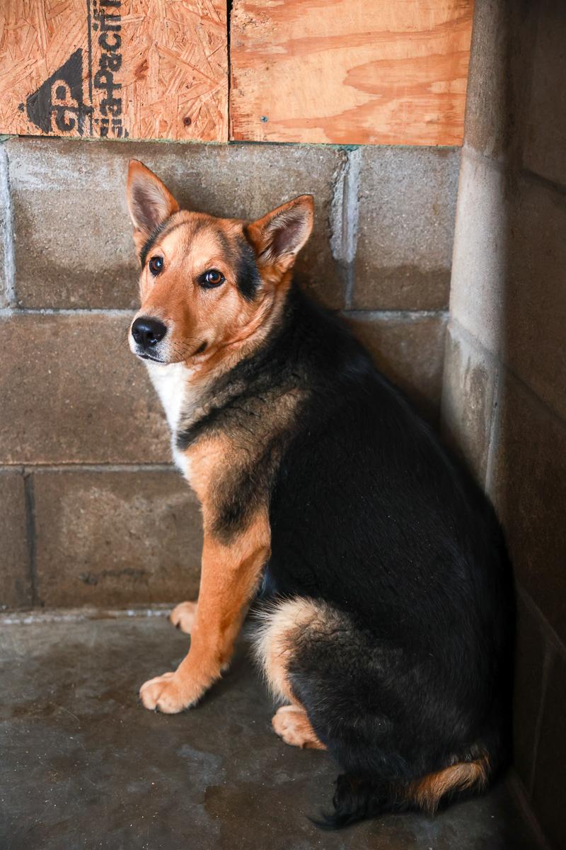Enlarge Knox, a Adoptable Shepherd in Loogootee, IN image 5/5