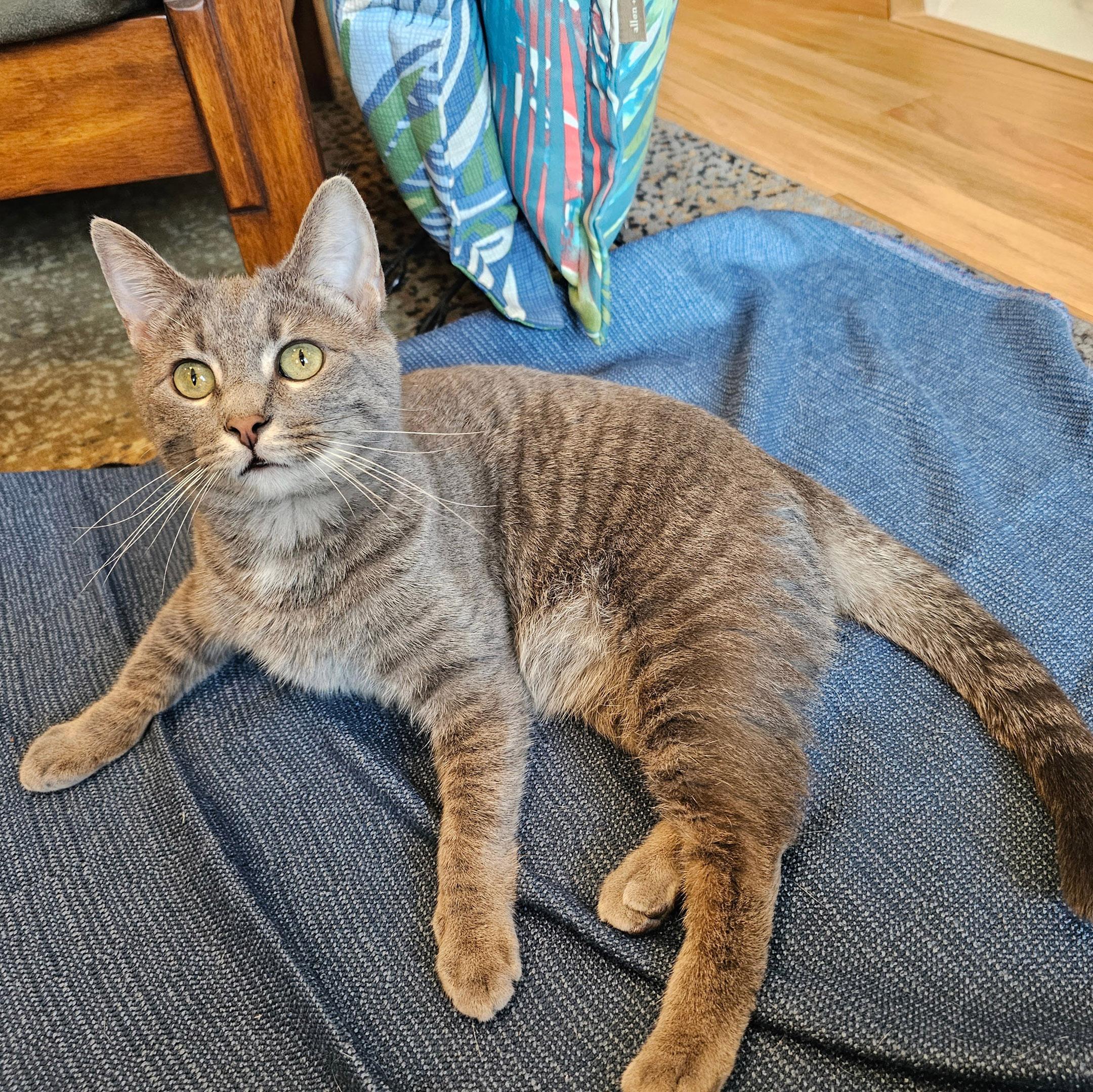 Binky, a ADOPTABLE mixed breed in Chicago, IL image 4/6