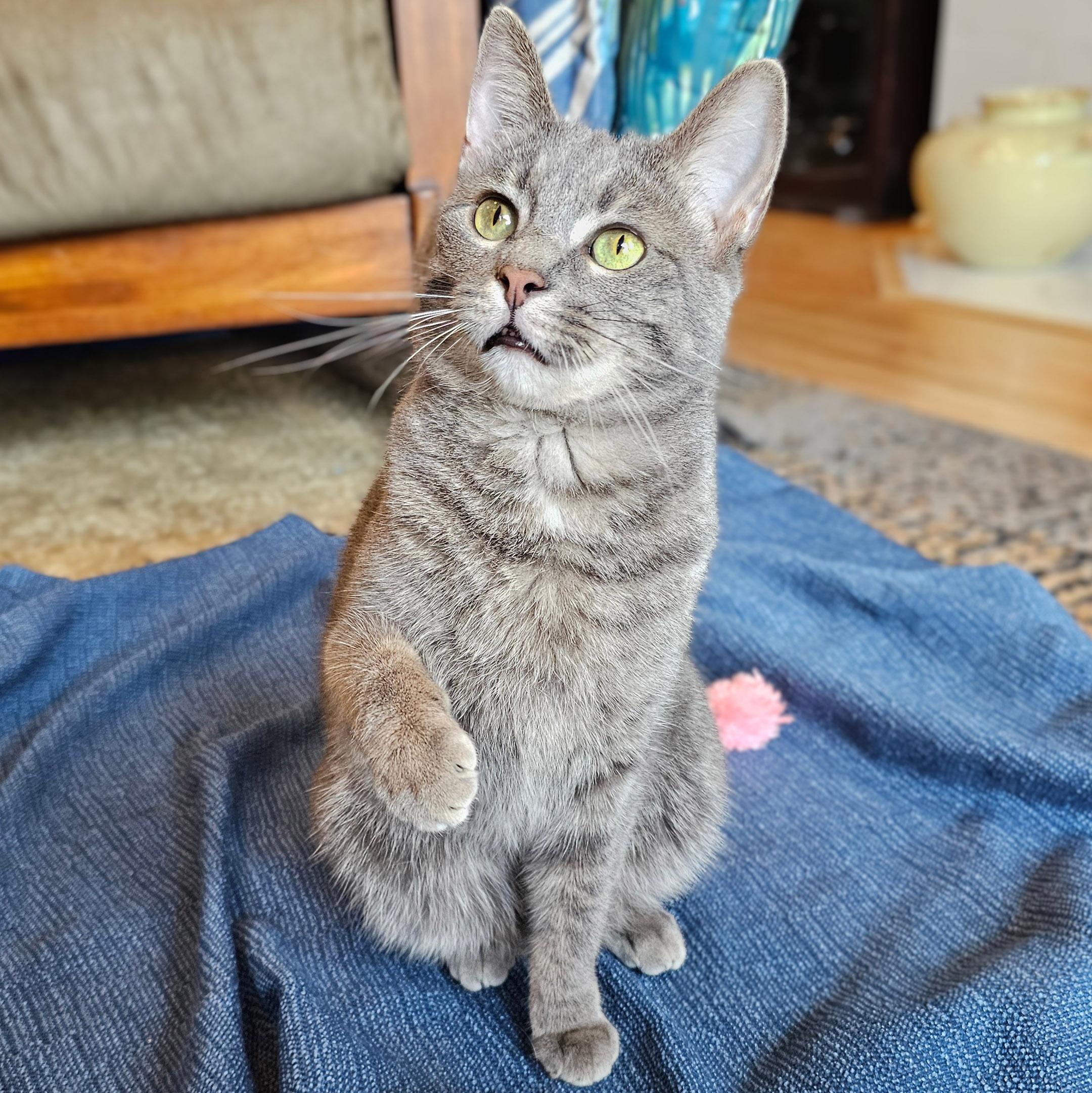 Binky, a ADOPTABLE mixed breed in Chicago, IL image 6/6