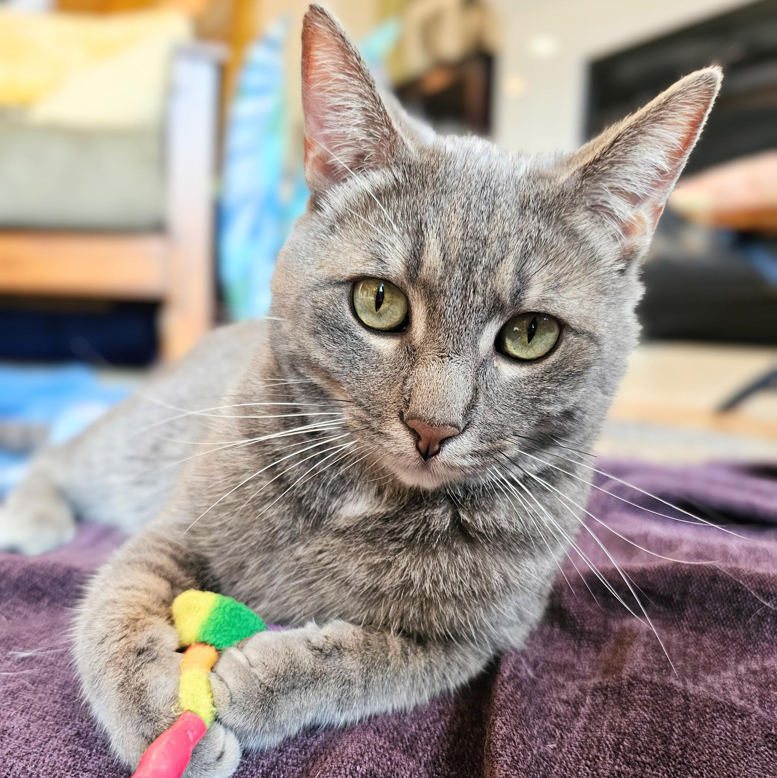 Binky, ADOPTABLE, Adult Female Domestic Short Hair & Tabby.
