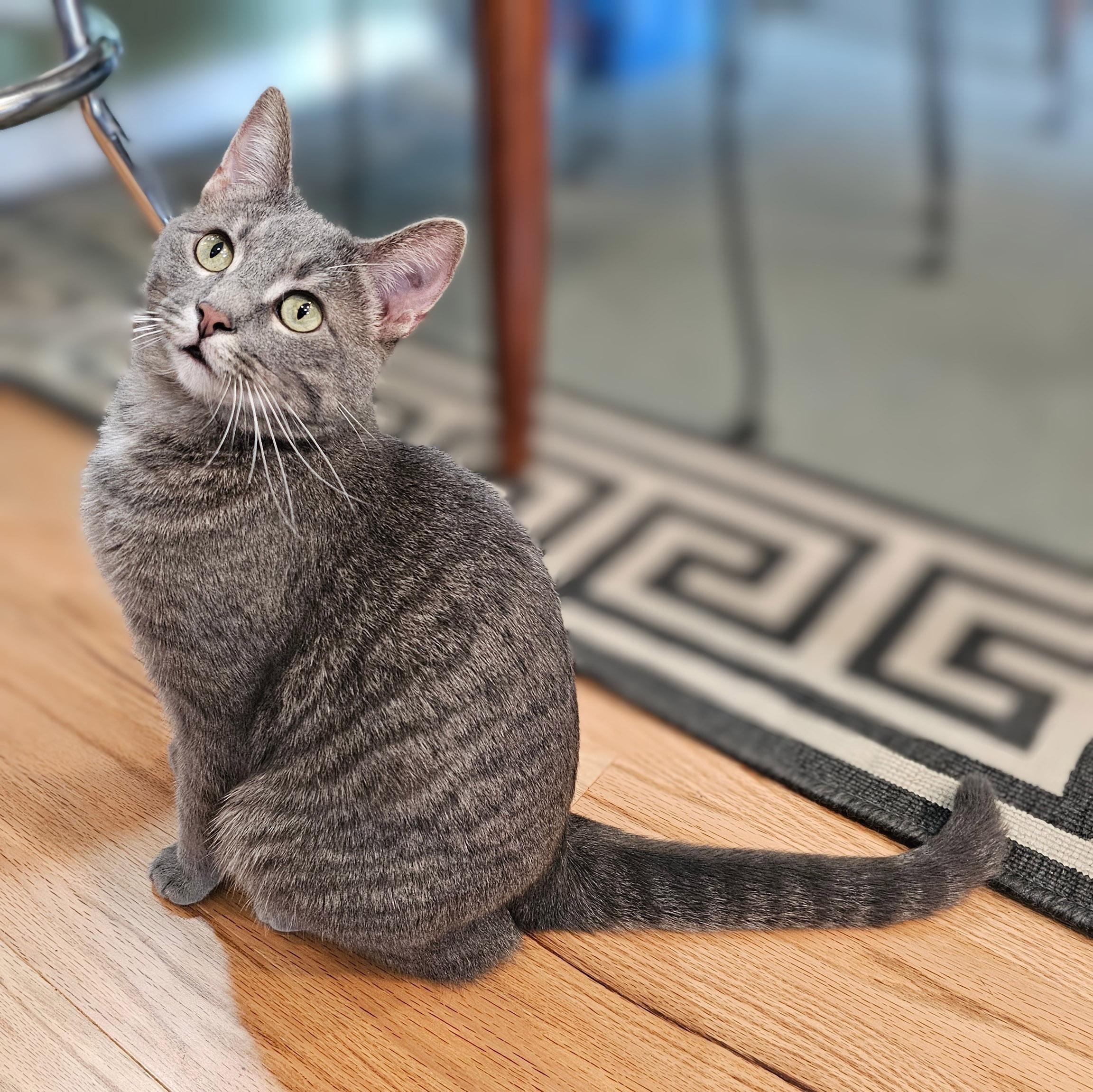 Binky, a ADOPTABLE mixed breed in Chicago, IL image 2/6