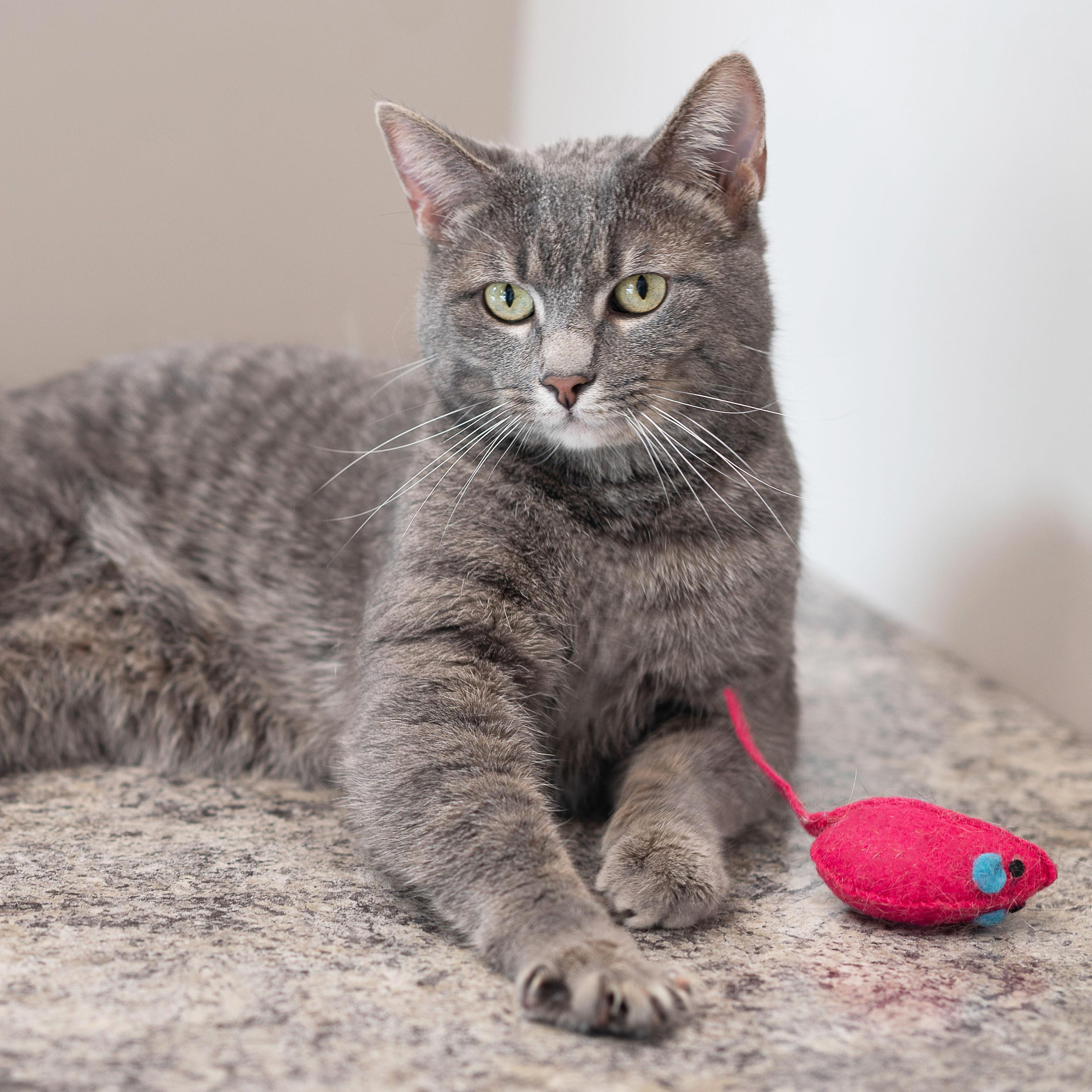 Binky, a ADOPTABLE mixed breed in Chicago, IL image 5/6