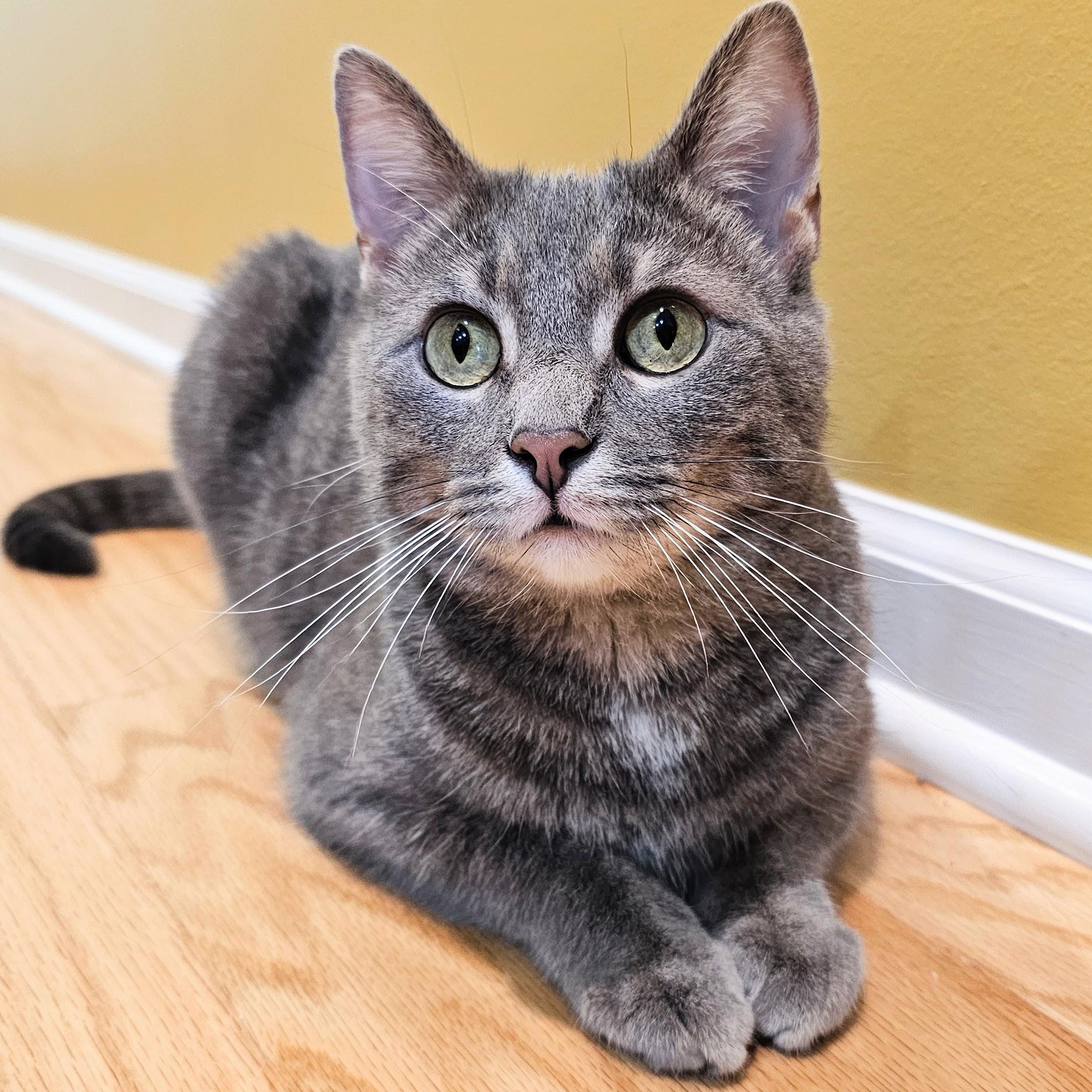 Binky, a ADOPTABLE mixed breed in Chicago, IL image 3/6