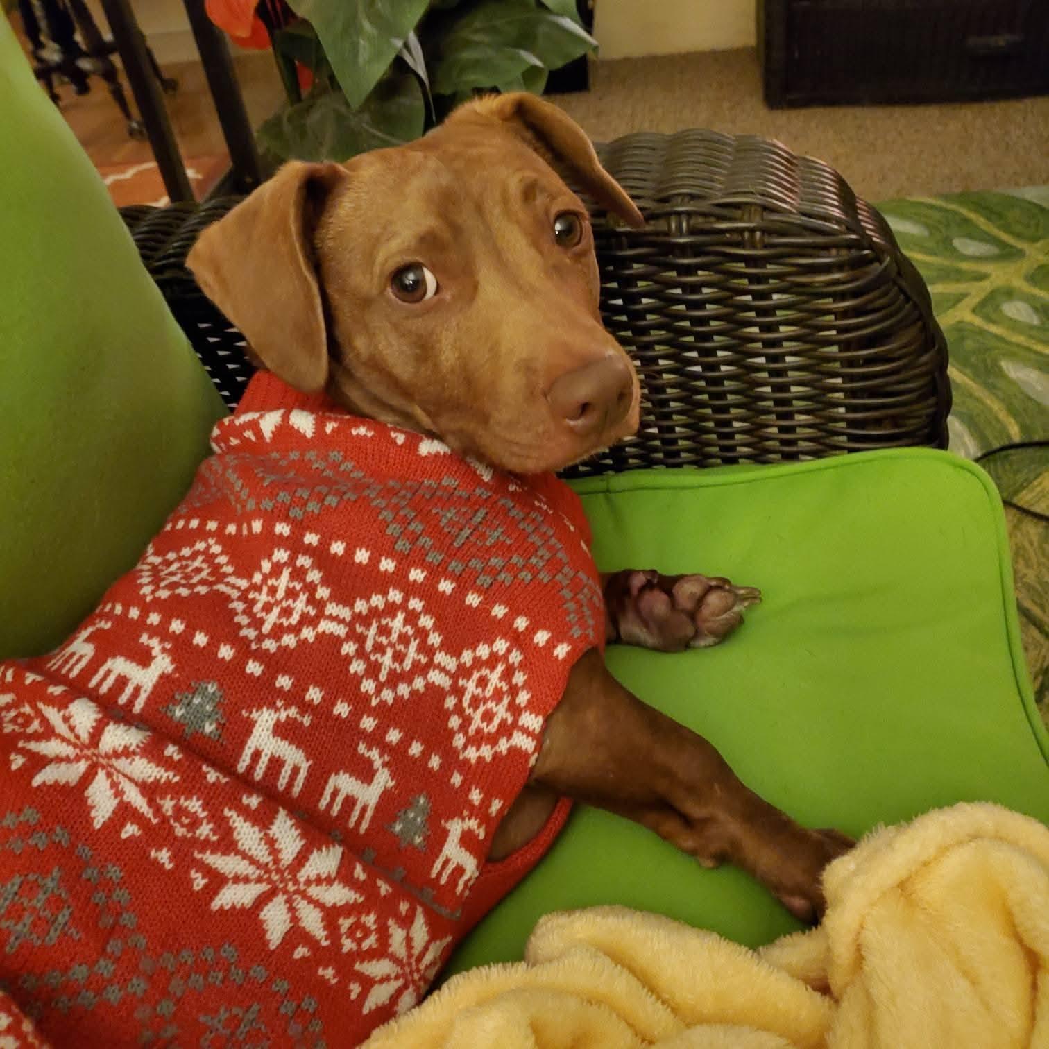 Enlarge Raymond, a ADOPTABLE mixed breed in Plant City, FL image 2/4