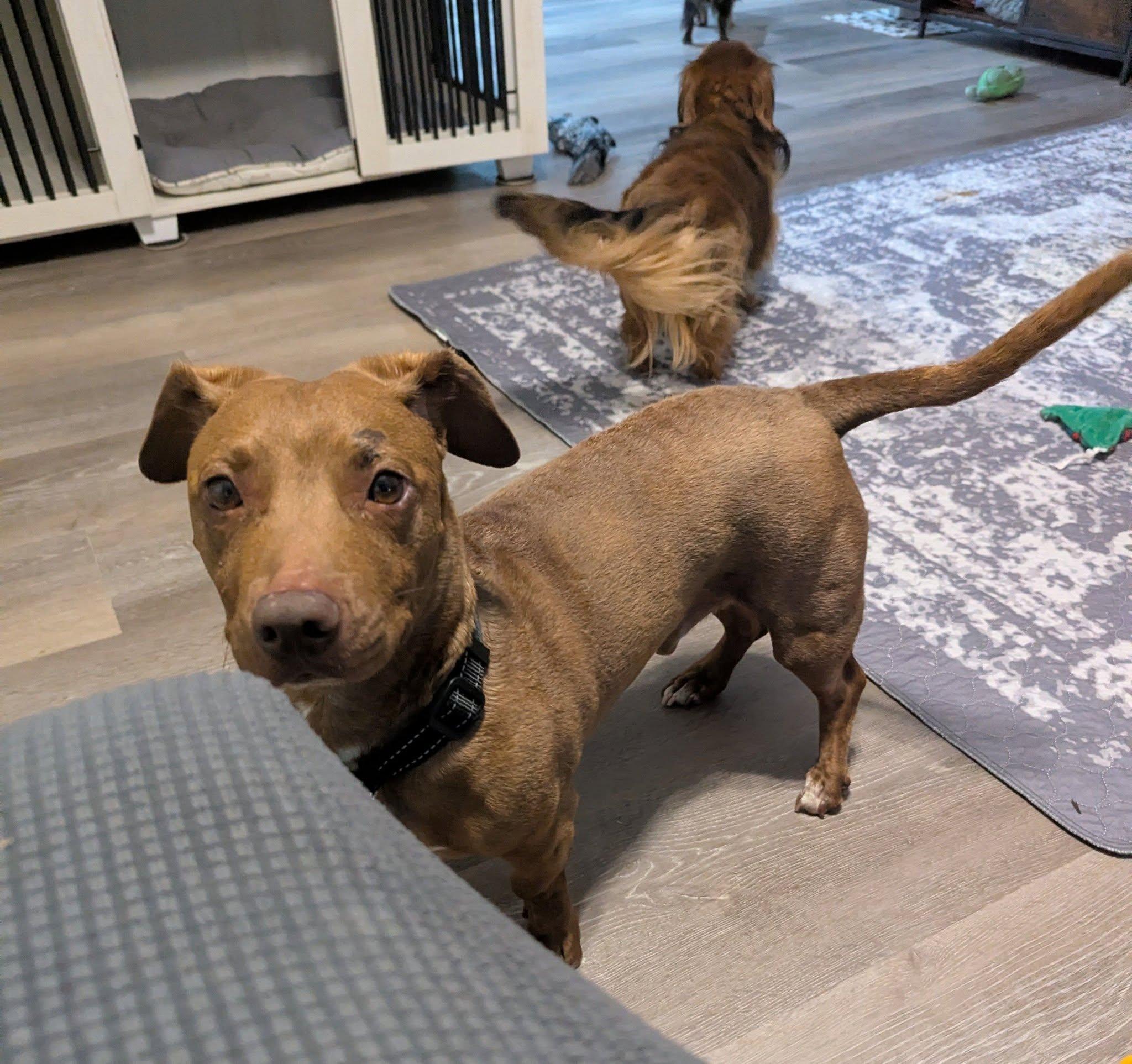 Enlarge Raymond, a ADOPTABLE mixed breed in Plant City, FL image 4/4