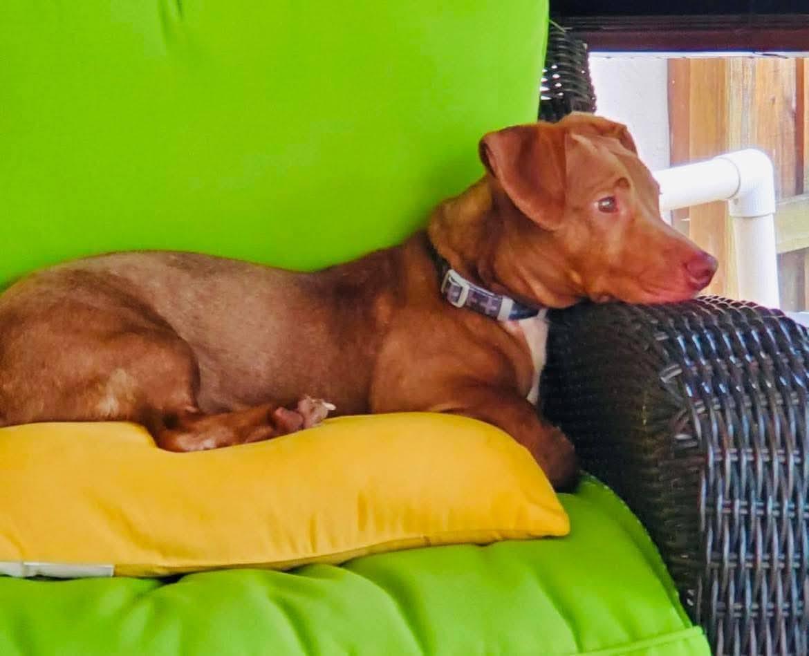 Enlarge Raymond, a ADOPTABLE mixed breed in Plant City, FL image 1/4