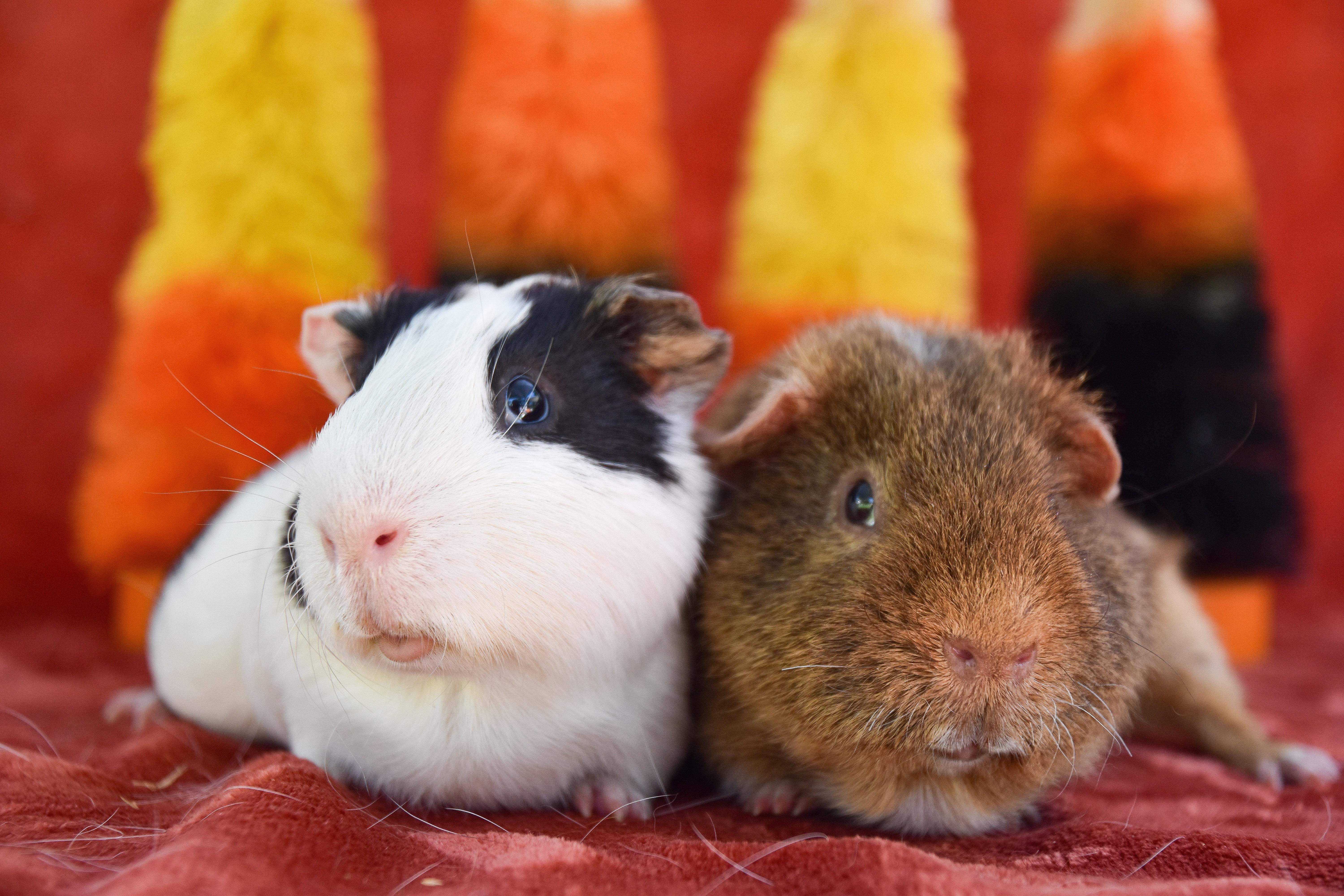 Meeko and Teddy, Adoptable, Adult Male Guinea Pig.