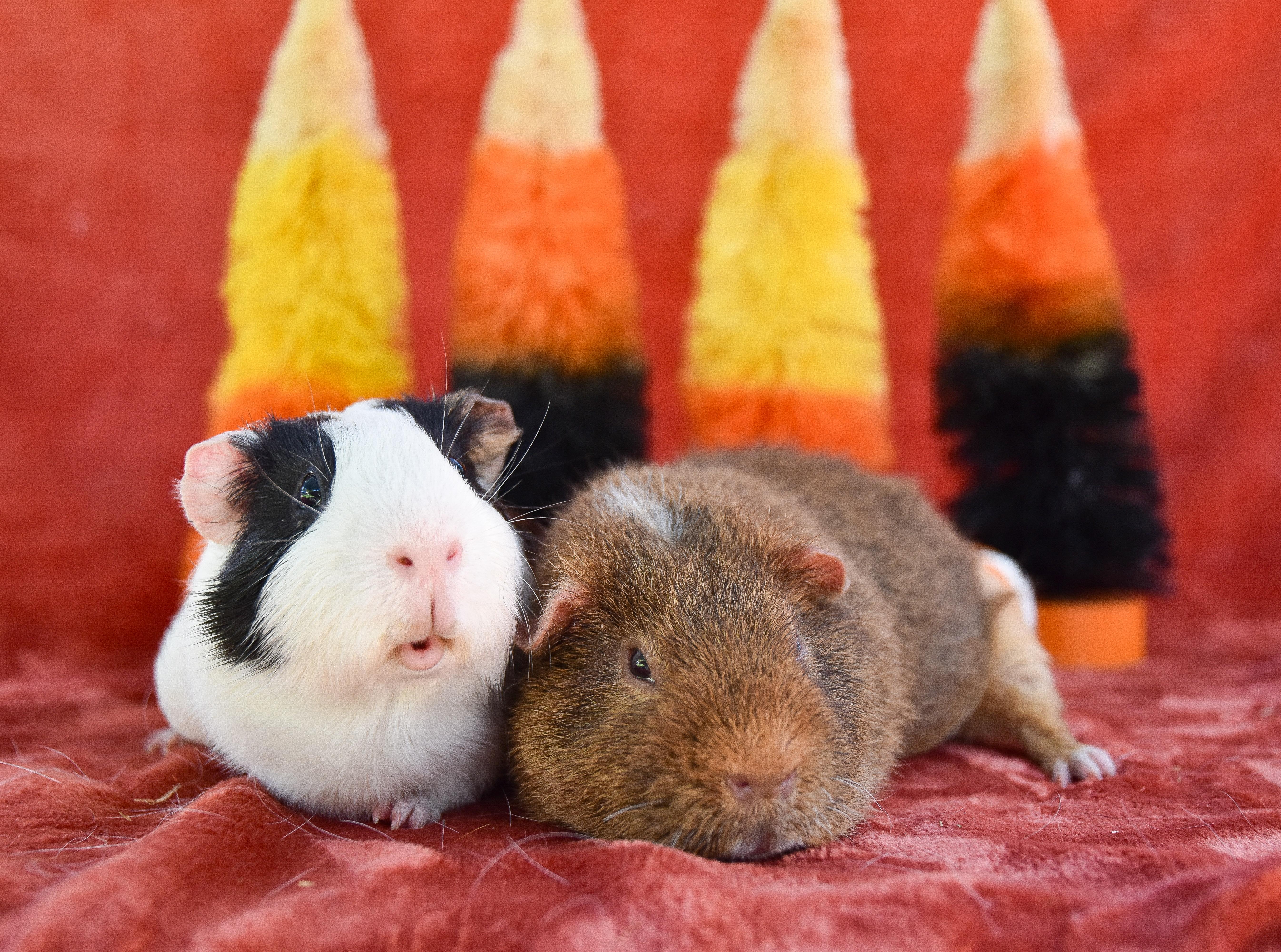 Enlarge Meeko and Teddy, a Adoptable Guinea Pig in Walnut Grove, CA image 2/3